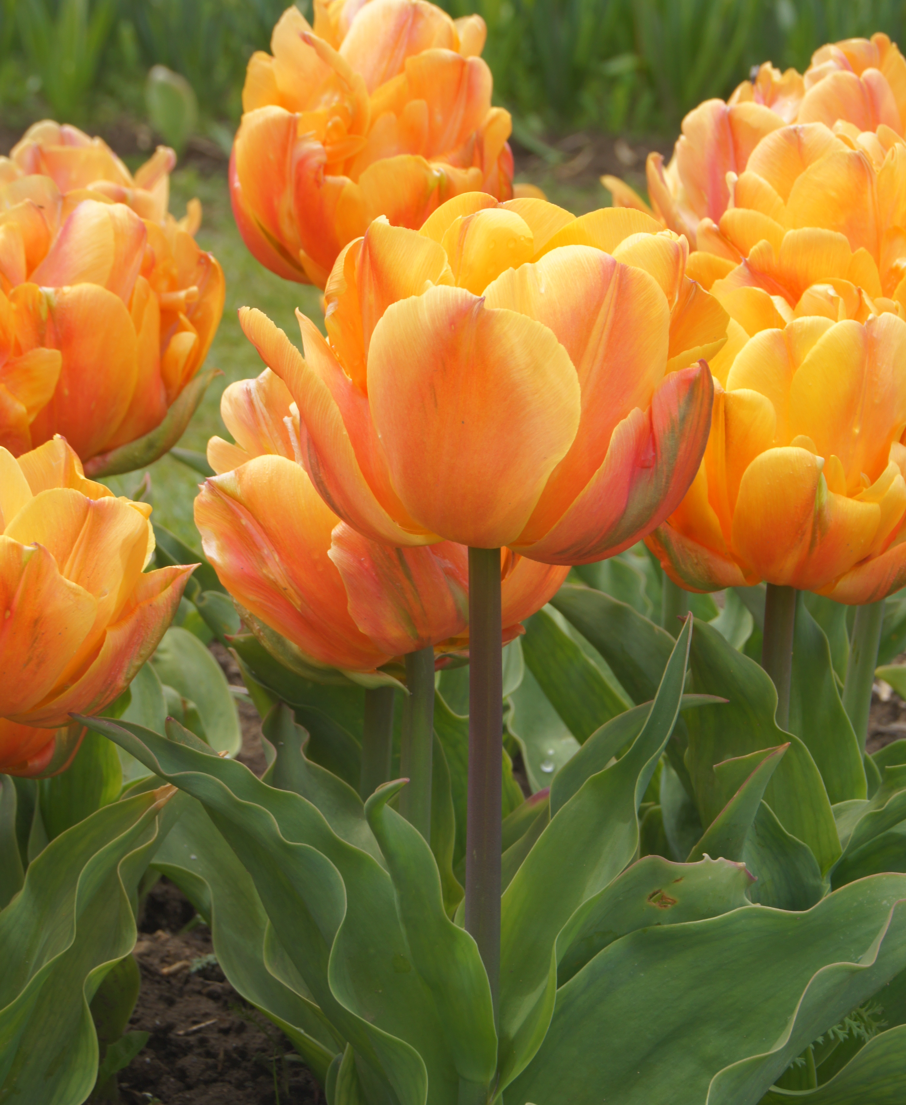 Nahaufnahme mehrerer gefüllter orangefarbener Tulpen im Blumenbeet mit grünen Blättern und vereinzelten Tautropfen