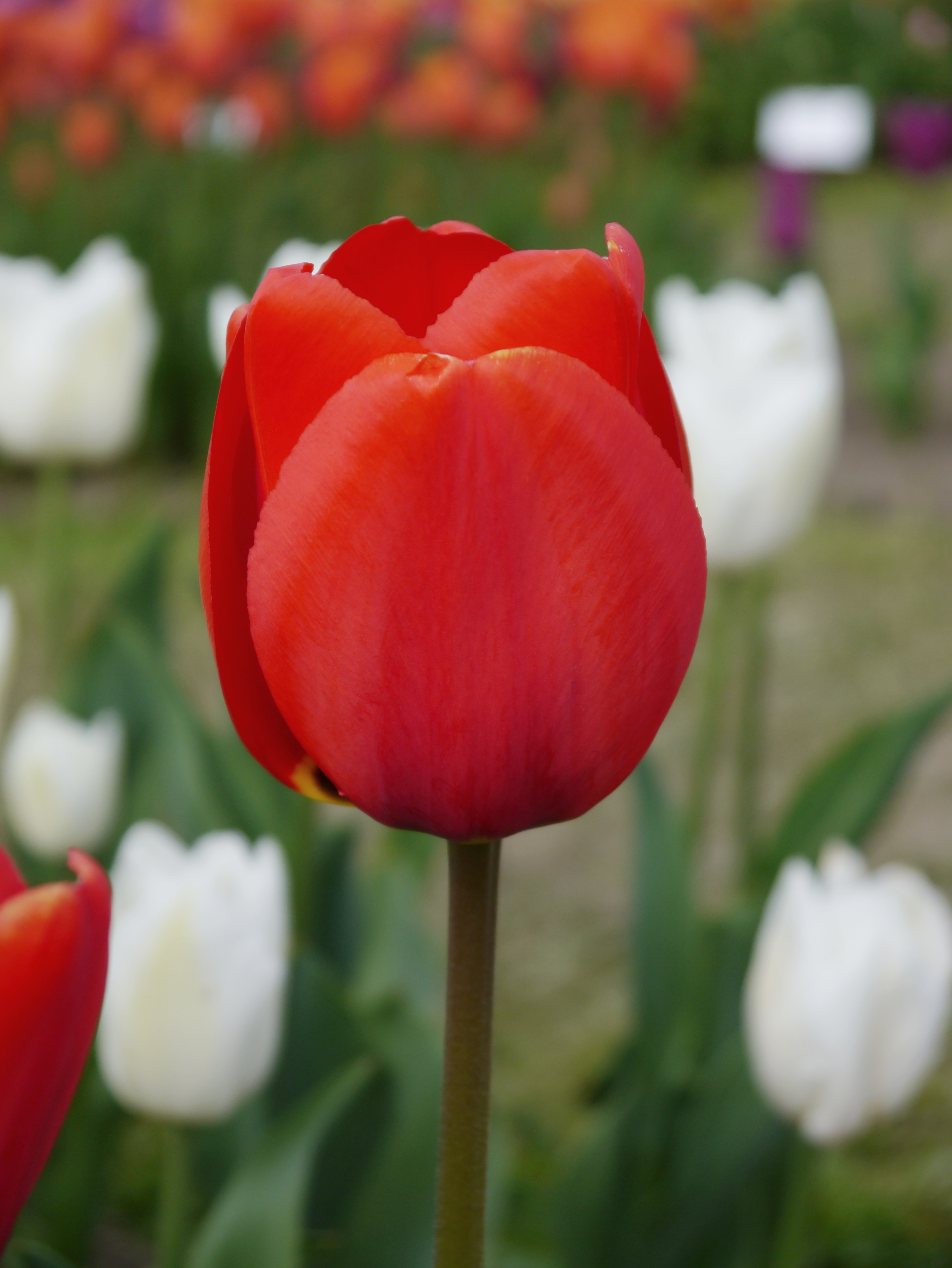 224162_Tulpen Apeldoorn_1 Nahaufnahme einer roten Tulpe im Garten, im Hintergrund unscharfe weiße Tulpen