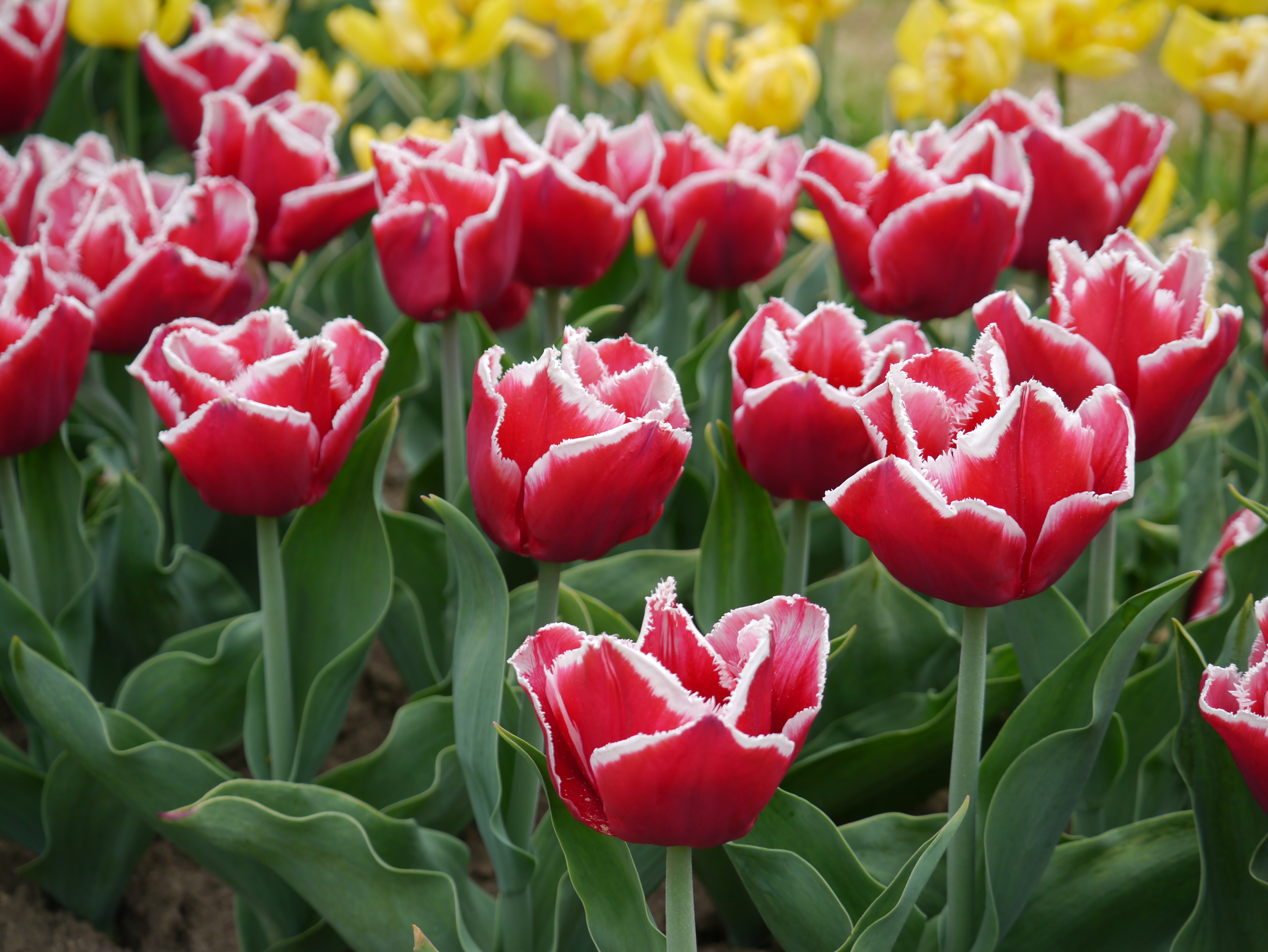 Crispa-Tulpen Canasta