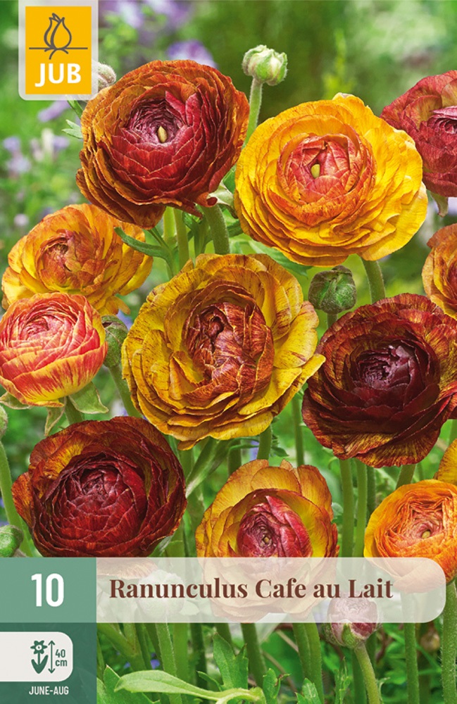 Ranunculus Cafe au Lait