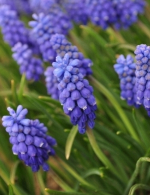 Muscari Atlantic Nahaufnahme blauer Traubenhyazinthen (Muscari) mit traubenförmigen, dicht stehenden Blüten und schmalen grünen Blättern auf natürlichem Hintergrund.