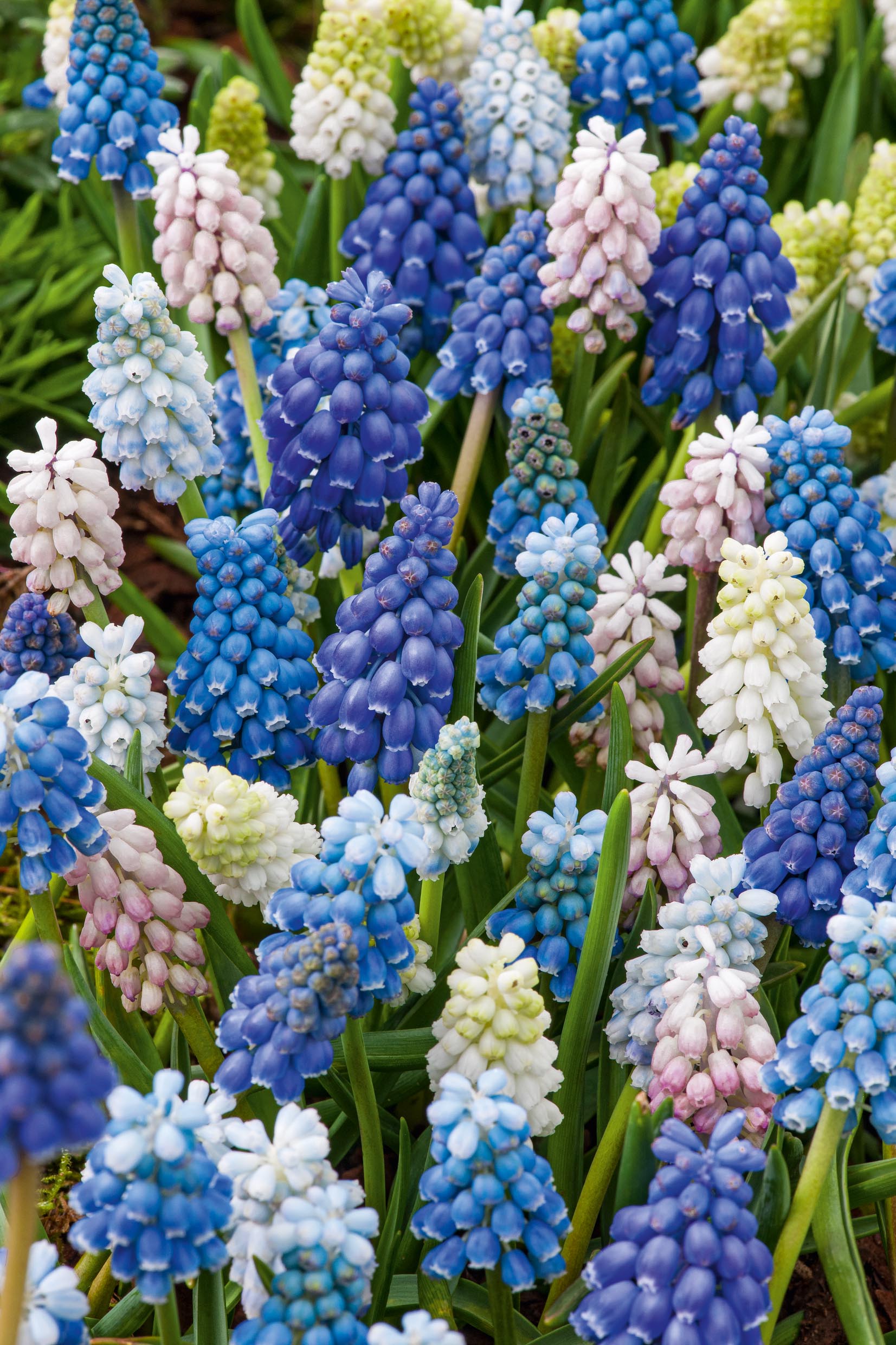 Muscari Mischung
