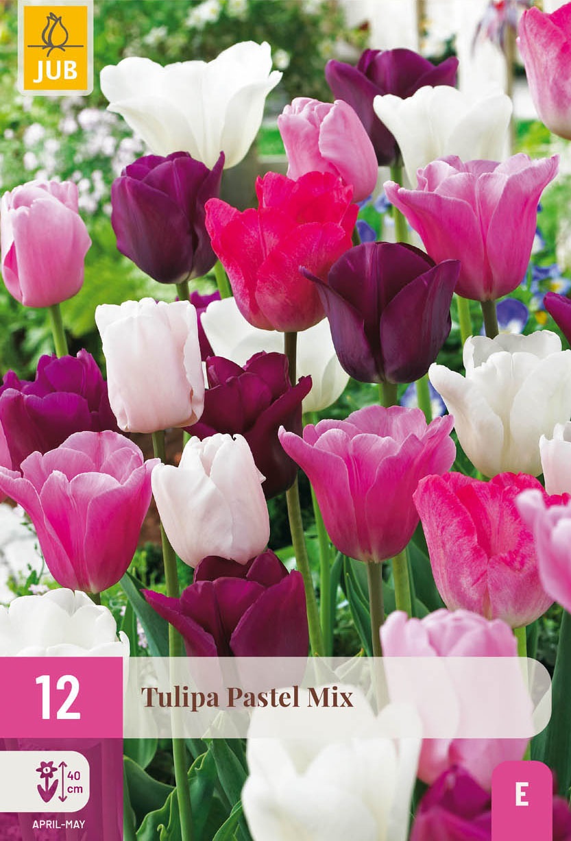 Tulpen Mischung Pastel Mix