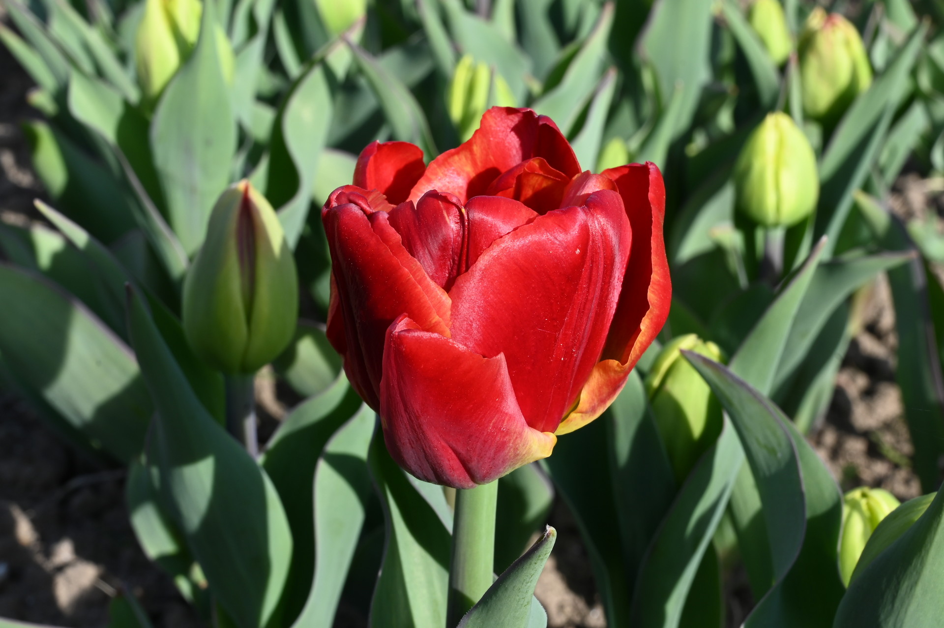 Gefüllte frühe Tulpen  Tropical Sensation