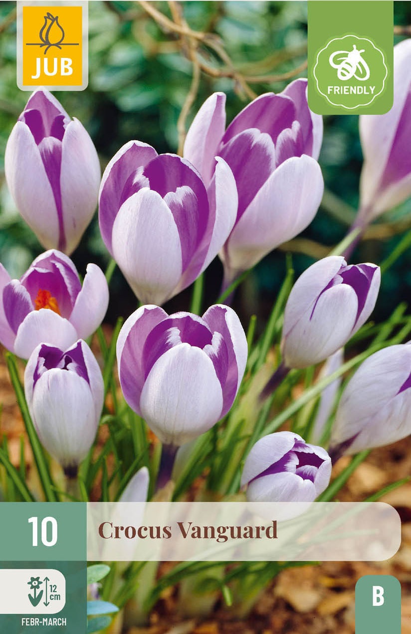 Crocus Vanguard