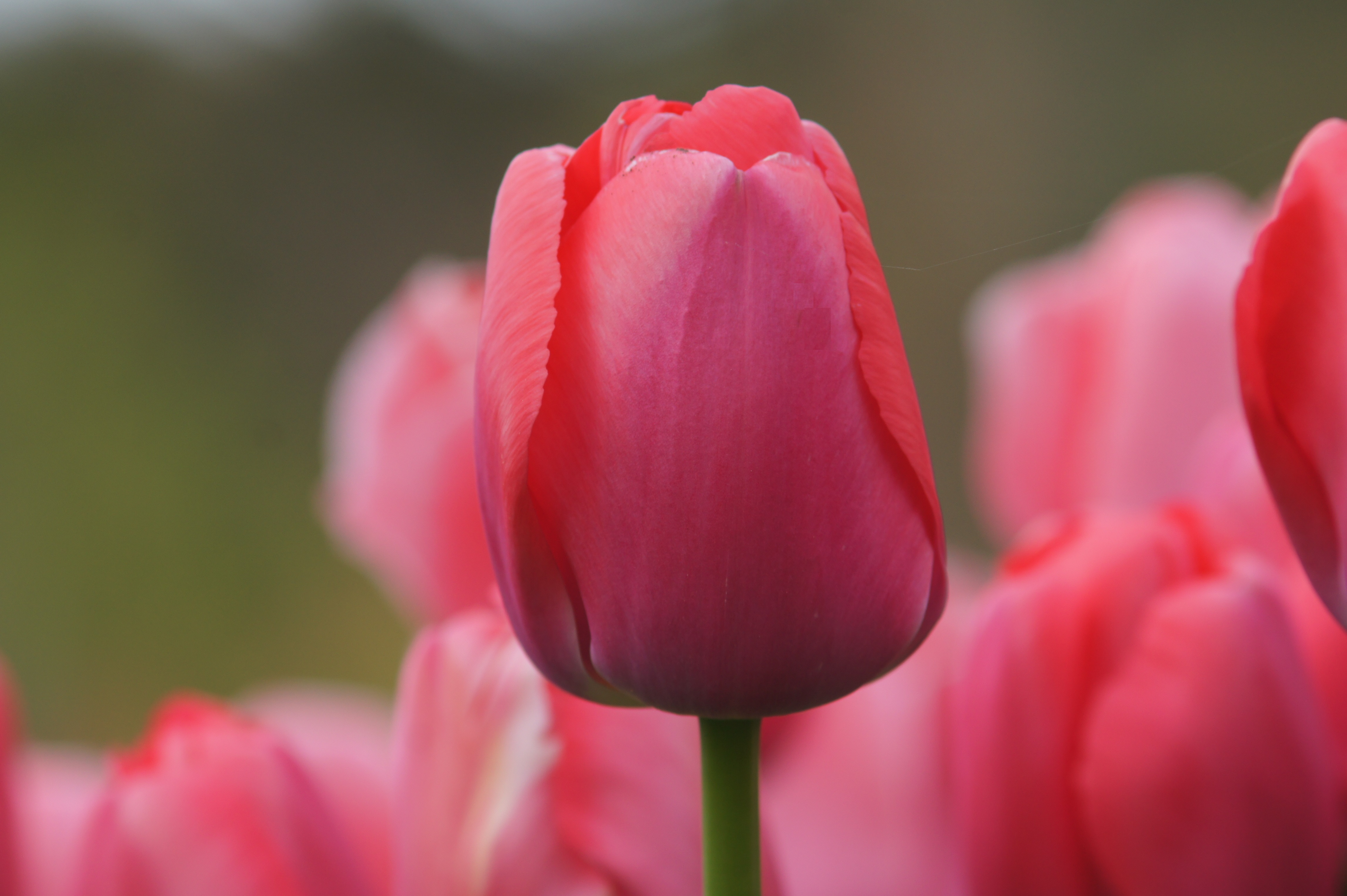 224412_D.-H.-Tulpen Pink Pride Nahaufnahme einer rosa Tulpe mit grünem Stiel und unscharfem Tulpenfeld im Hintergrund