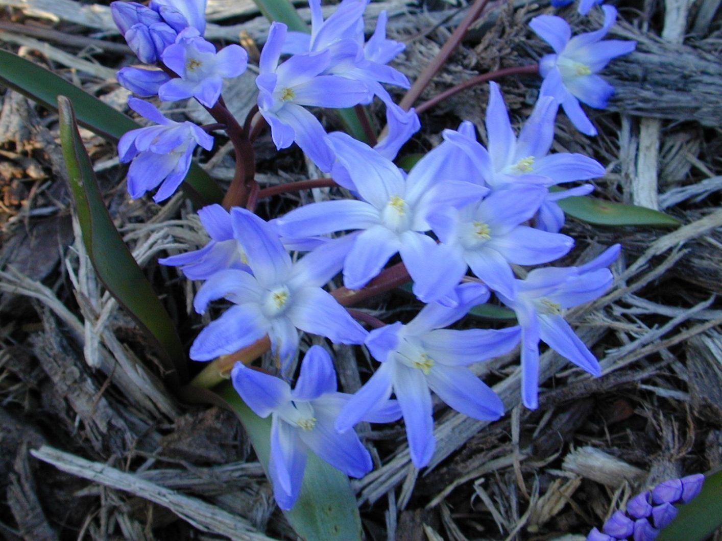 Scilla siberica Nahaufnahme blauer Chionodoxa (Blaustern) Frühlingsblüten auf Rindenmulch