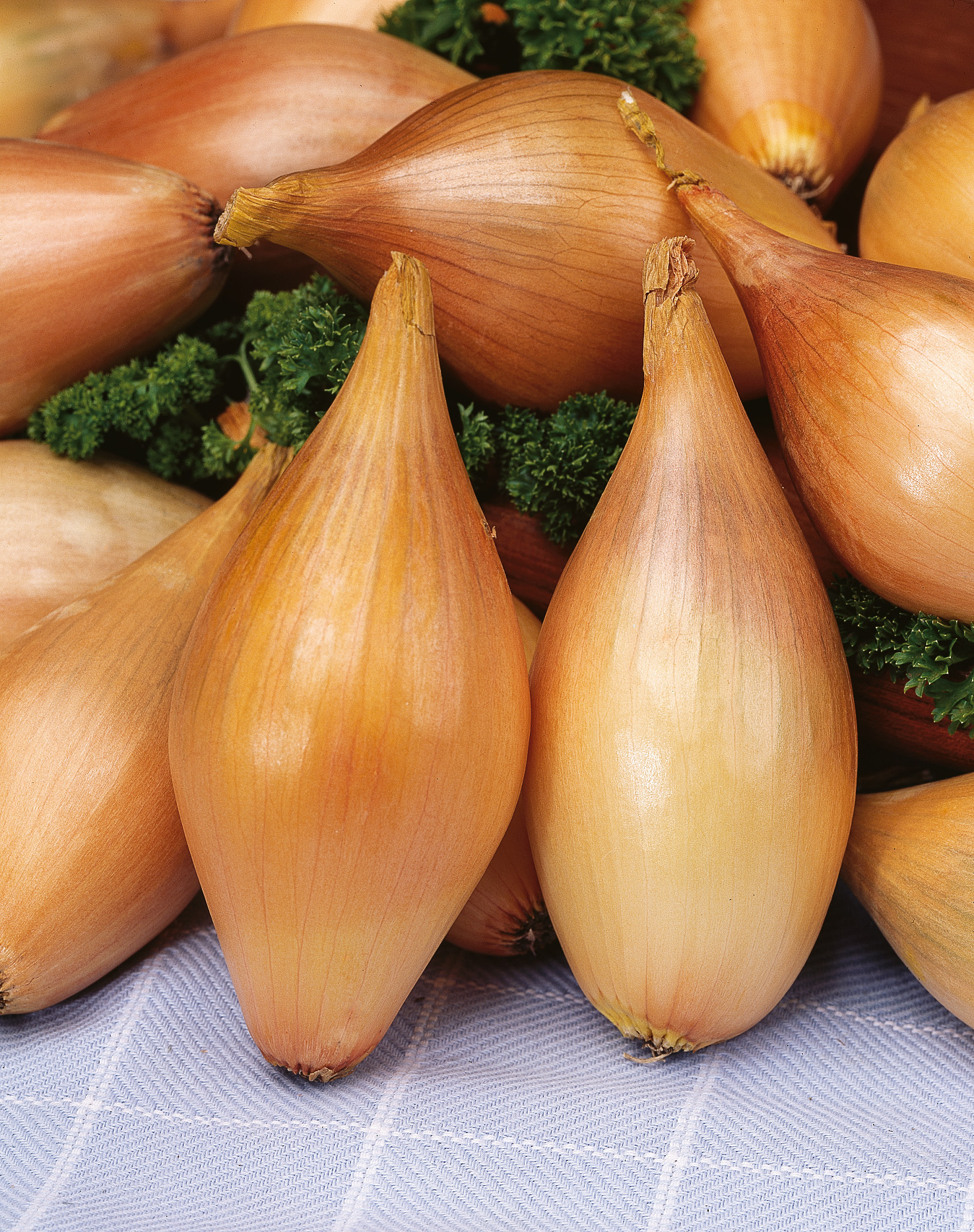 Zwiebelsamen Birnenförmige