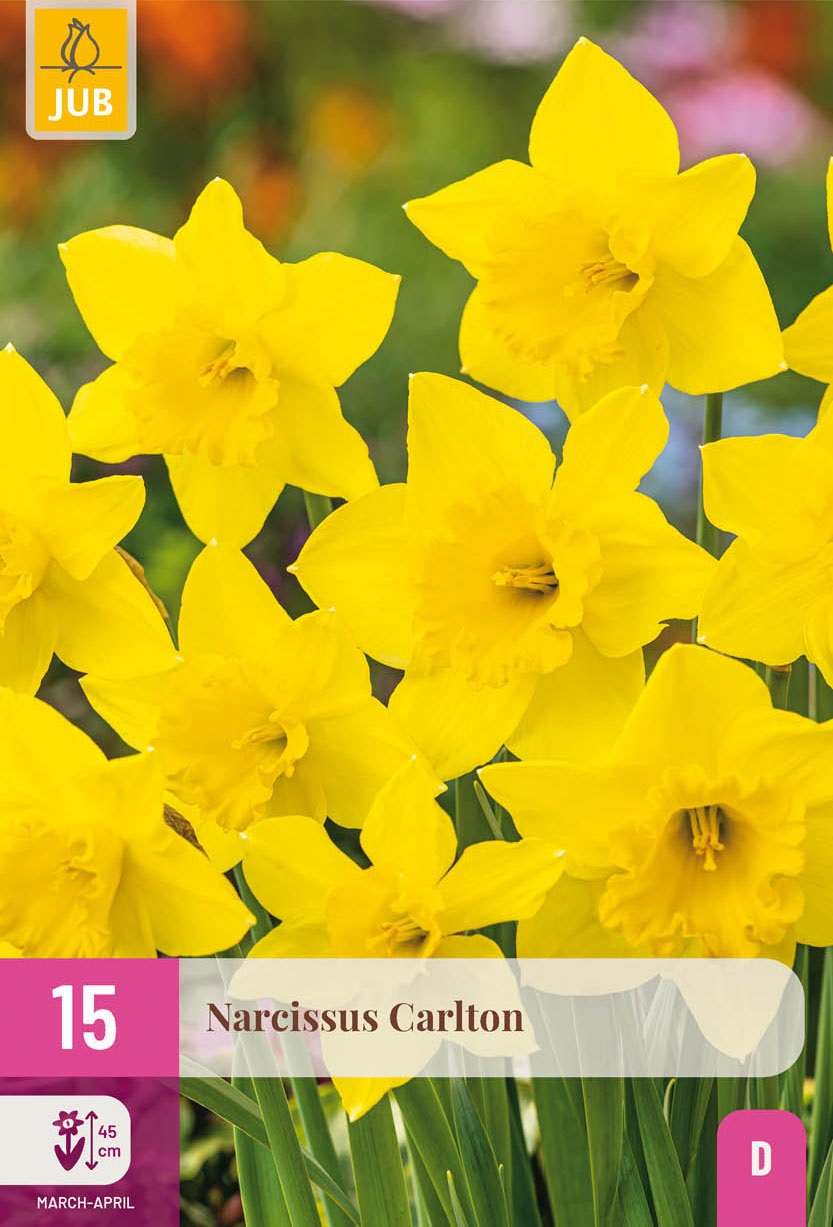 Großkronige Narzissen Carlton, Aktion