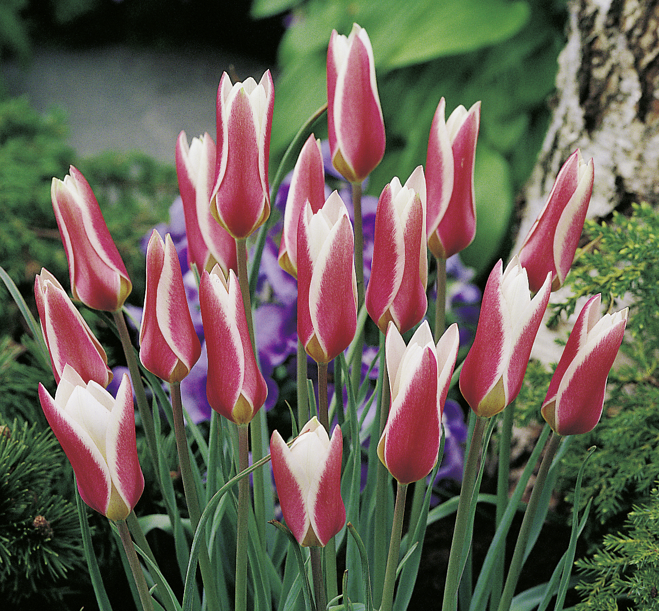 237007_Tulipa Lady Jane FM Rote und weiße schlanke Spitzentulpen im Gartenbeet, mehrere aufrechte Blüten mit grünen Blättern vor unscharfem Pflanzen- und Baumstamm-Hintergrund