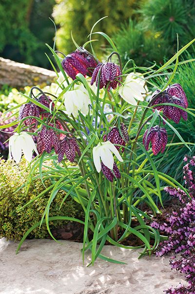Fritillaria meleagris