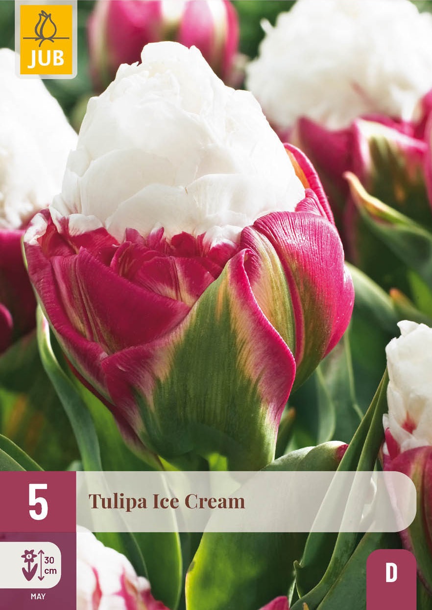 Gefüllte späte Tulpen Ice Cream