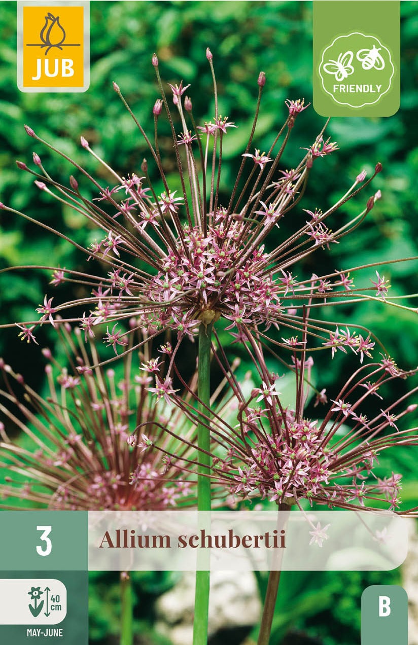 Allium schubertii