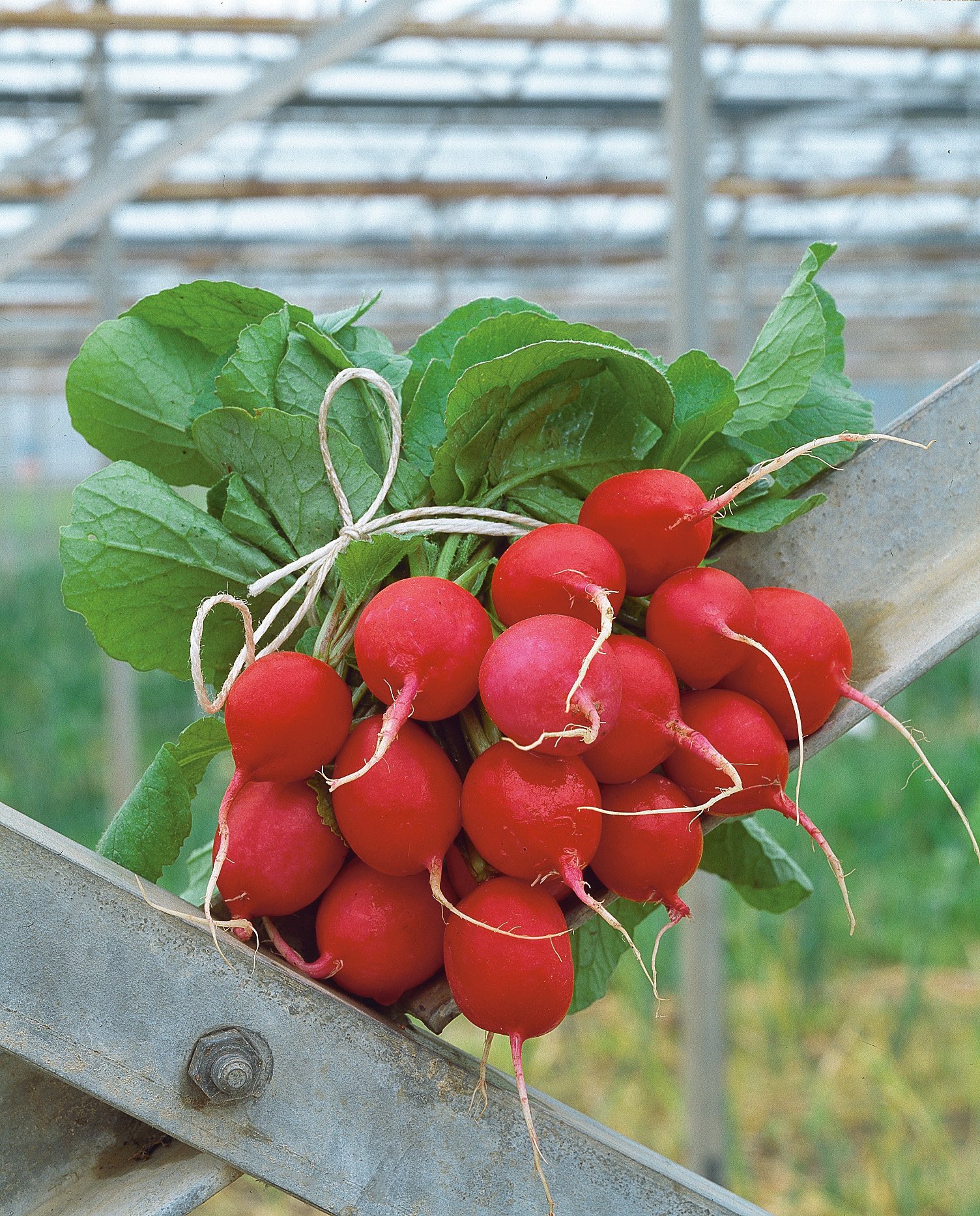 Radies Pillensaat Saxa