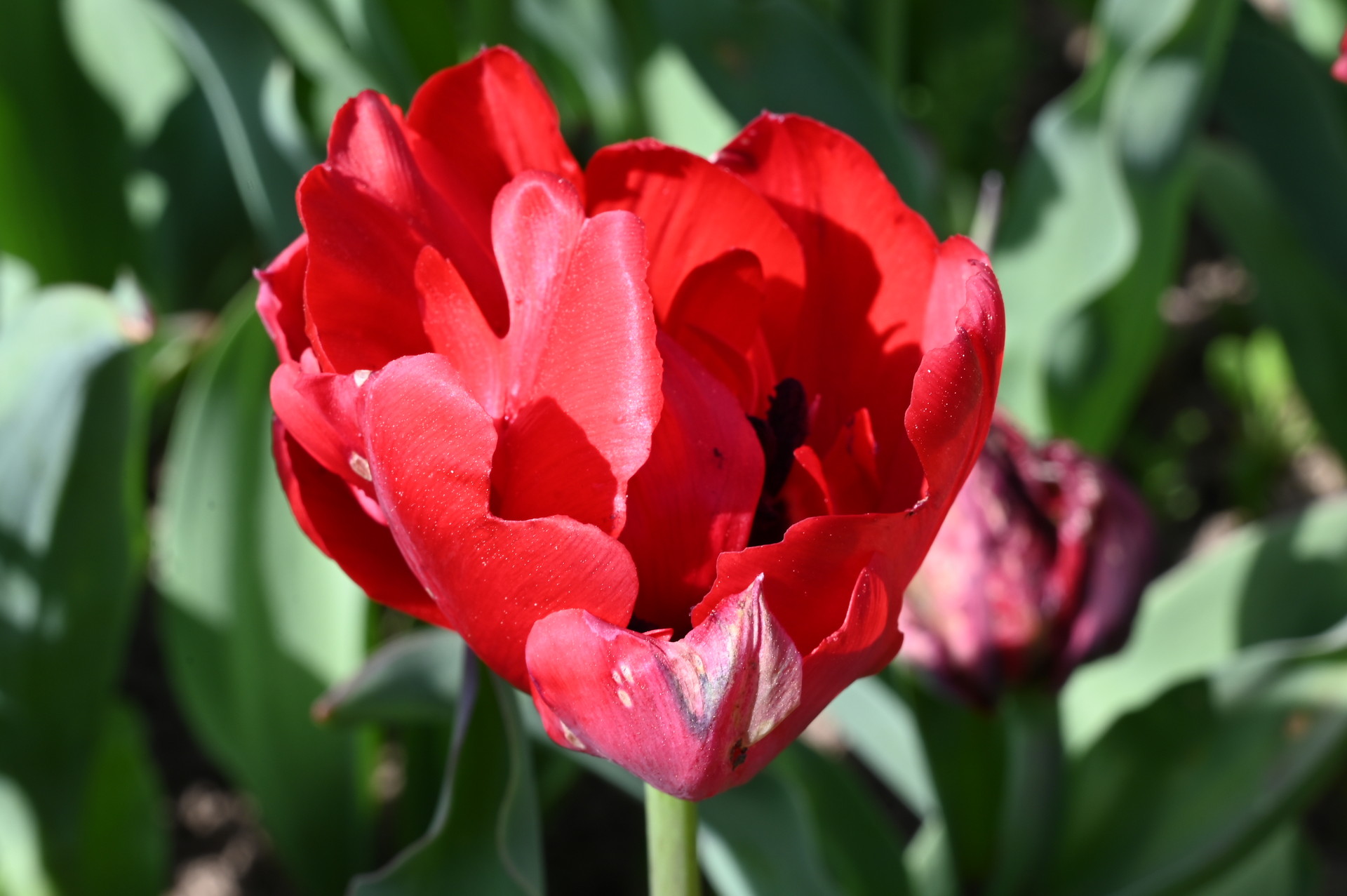 Gefüllte frühe Tulpen Scarlet Verona