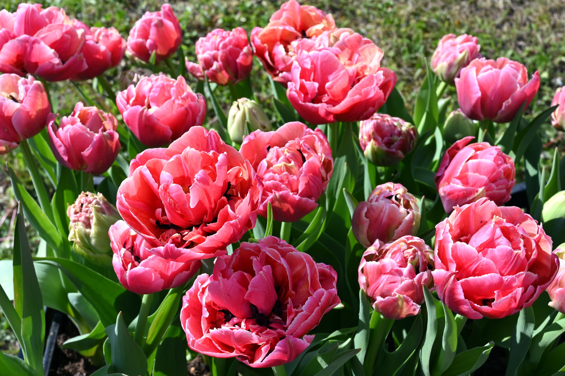Gefüllte frühe Tulpen Verona Sunrise
