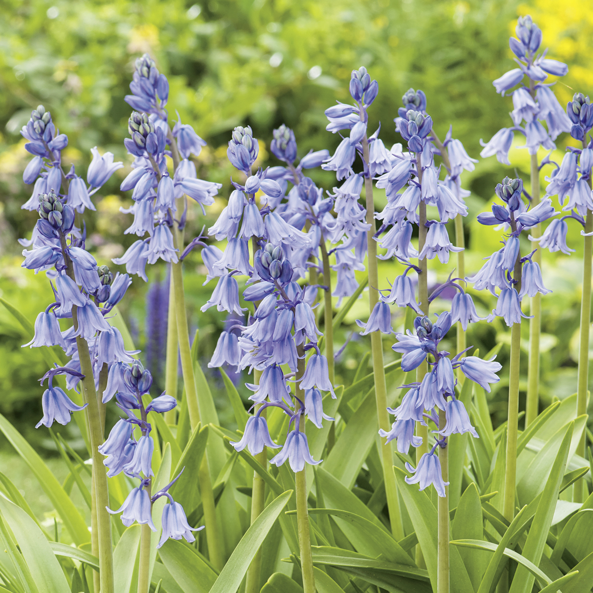 265358_Hyacinthoides non-scripta Nahaufnahme zarter blauer Glockenblumen mit grünen Blättern in einem sonnigen Frühlingsgarten.
