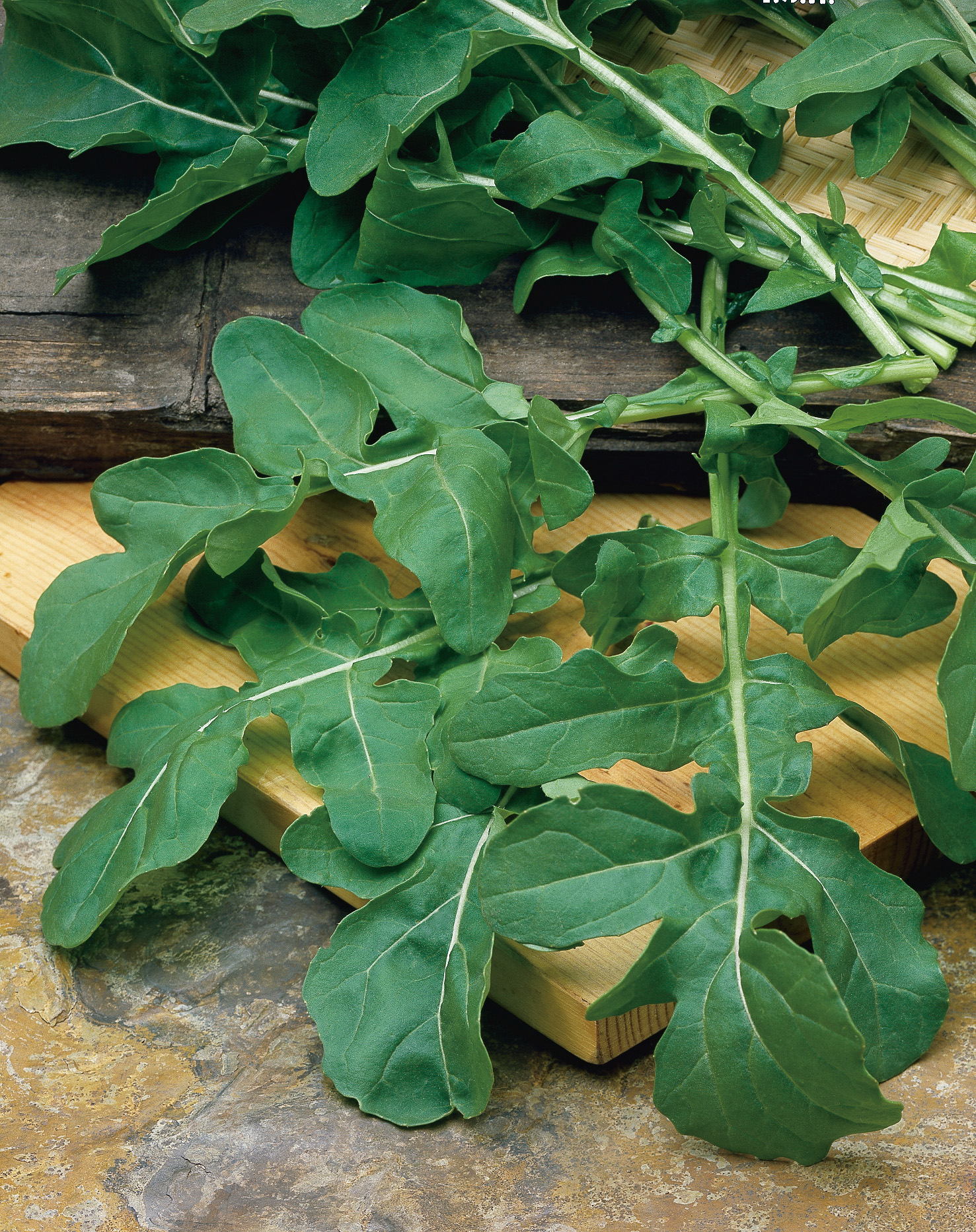 Salatrauke Rucola, einjährig