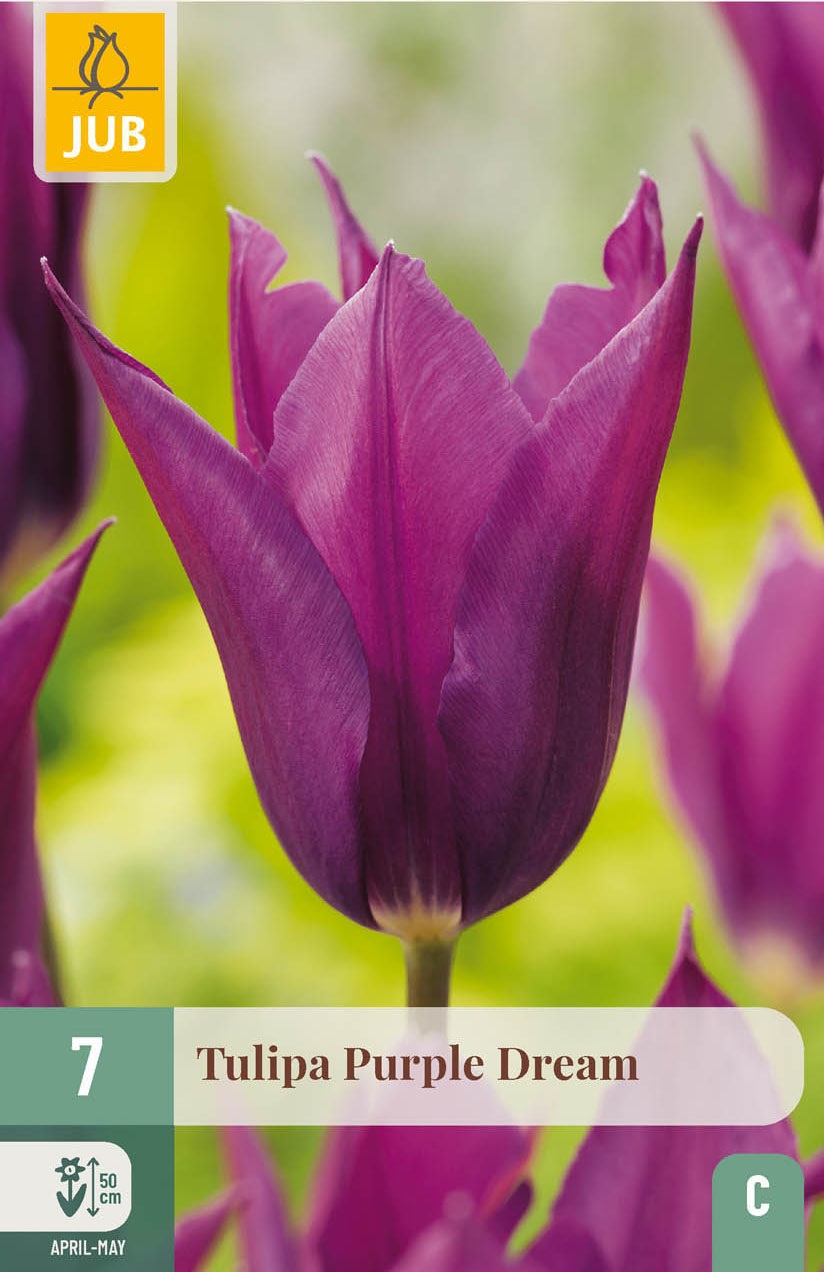 Lilienblütige Tulpen Purple Dream