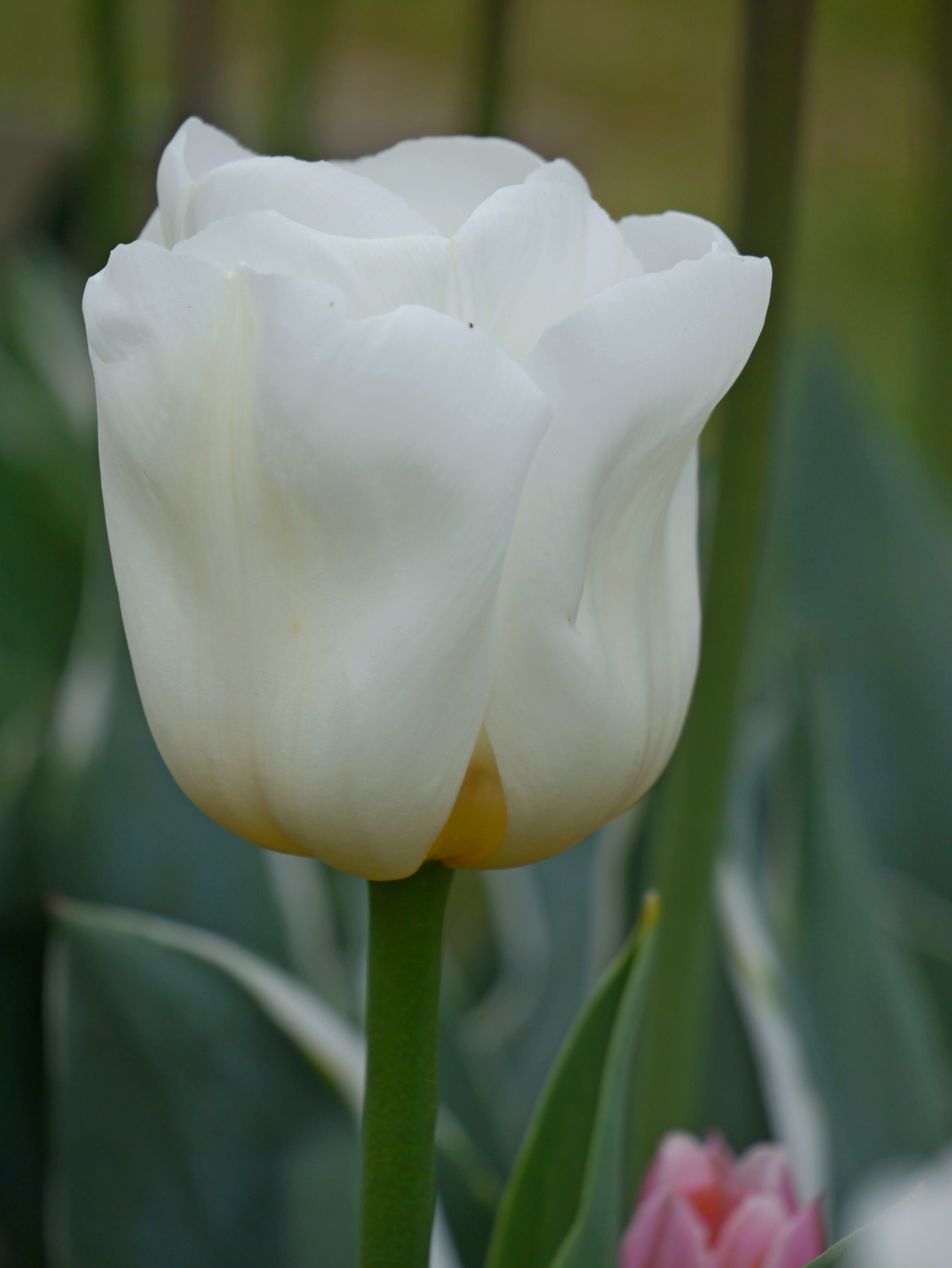 Triumph-Tulpen Calgary, Topf