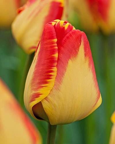 224112_D.-H.-Tulpen Banja Luka Nahaufnahme einer gelb-rot gefärbten Tulpenblüte mit leuchtend roten Kanten vor unscharfem, grünem Hintergrund
