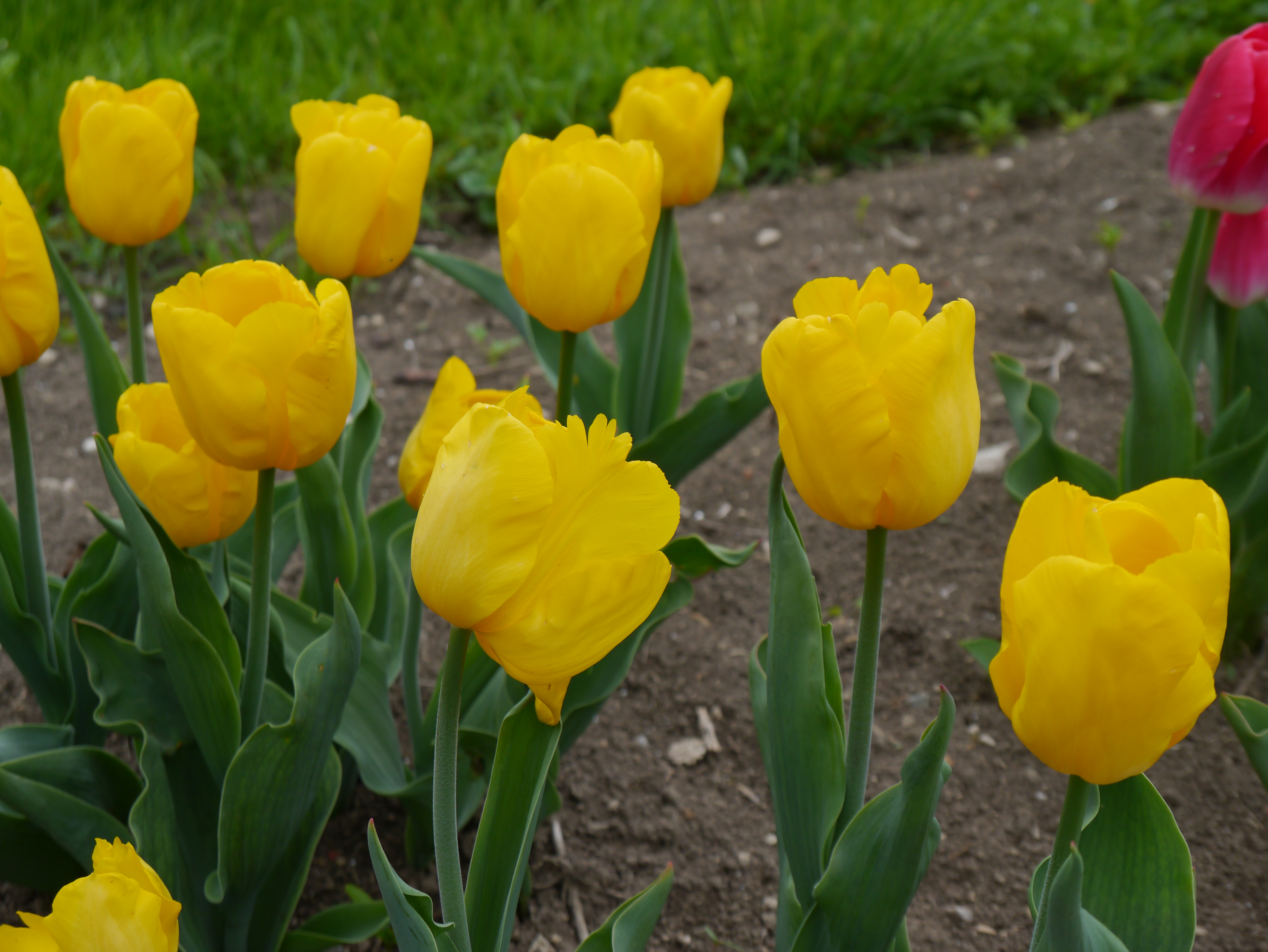 Triumph-Tulpen Kikomachi