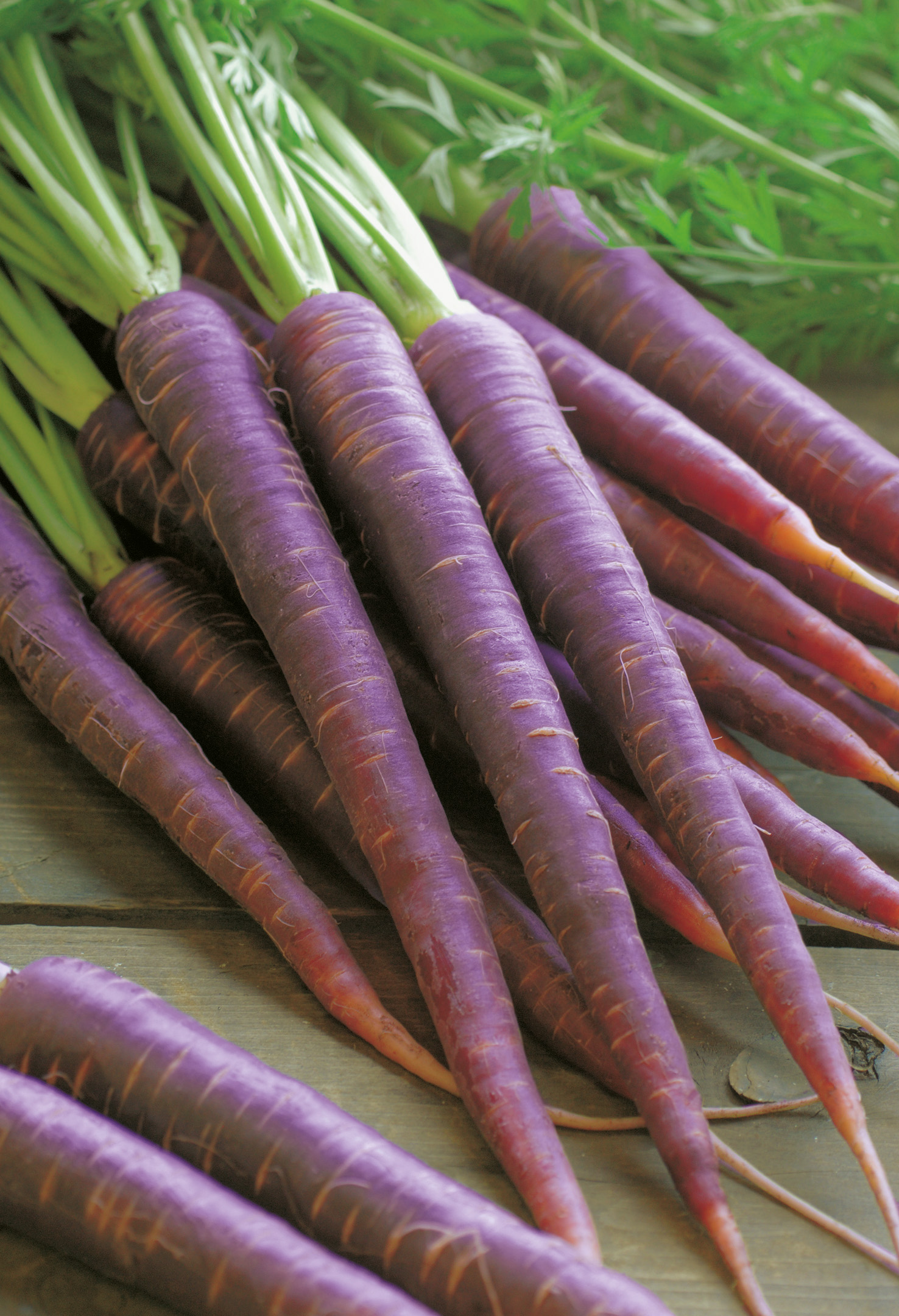 Möhren Purple Sun F1