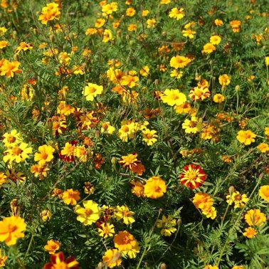 Tagetes patula Nematodenmischung