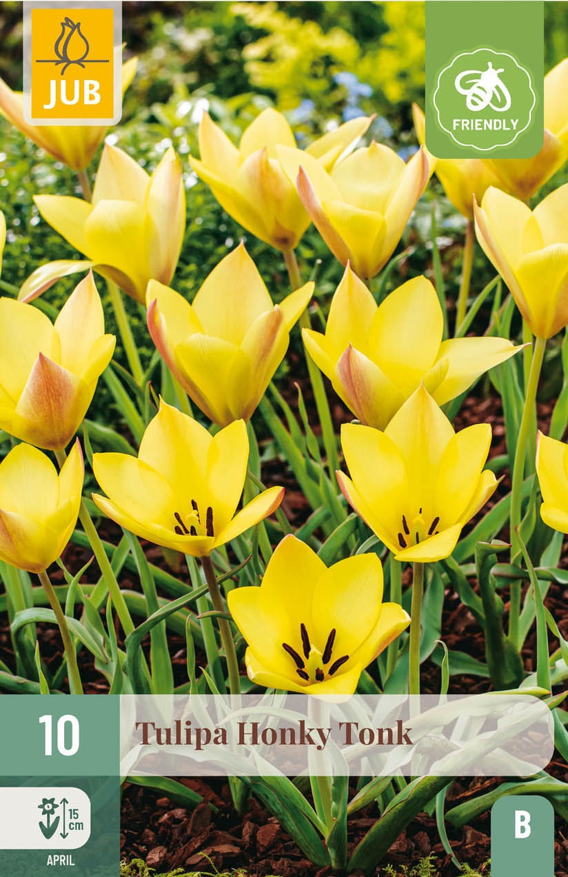 Tulipa  Honkey Tonk