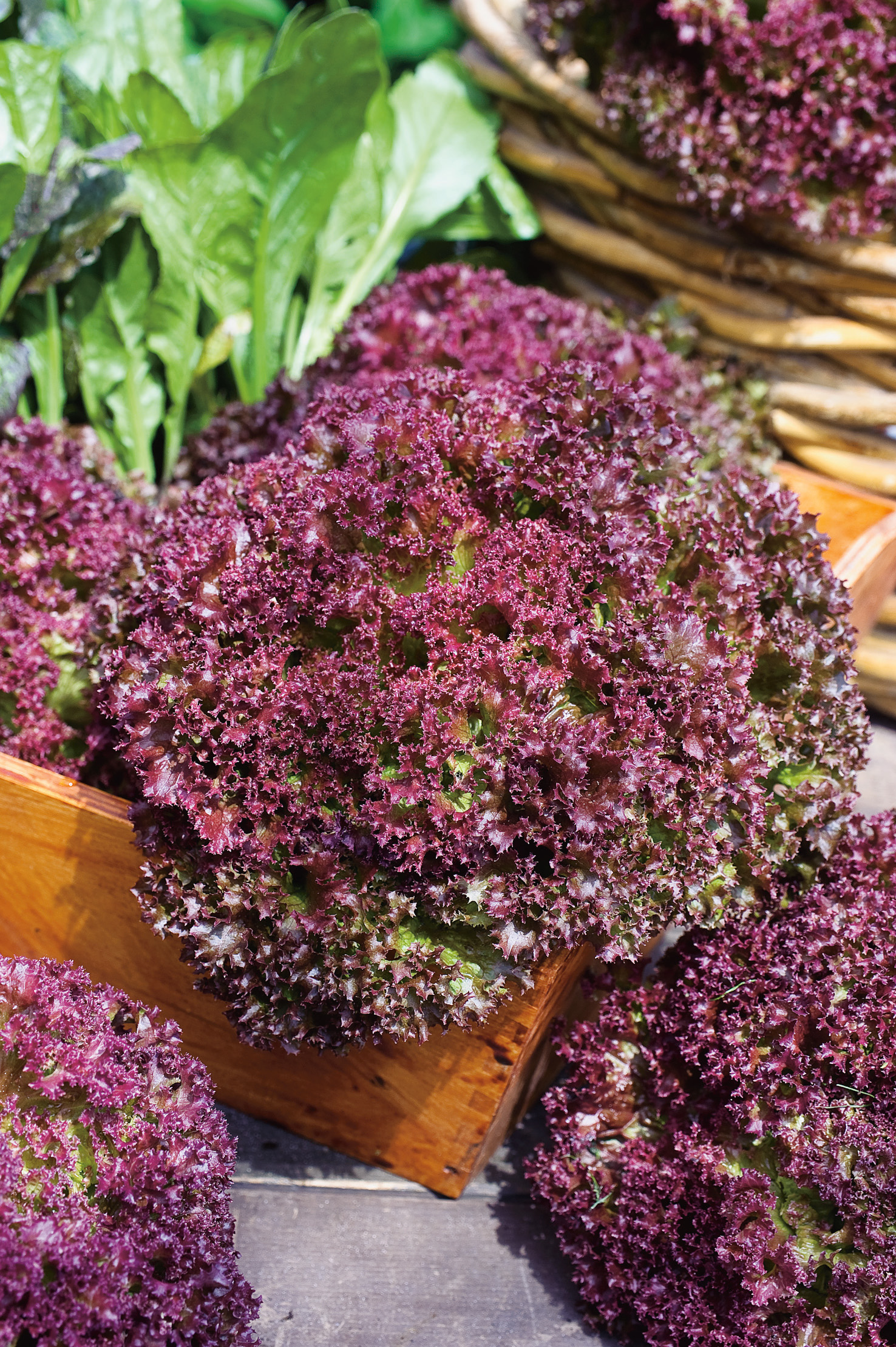 Pflücksalat Lollo Rosso