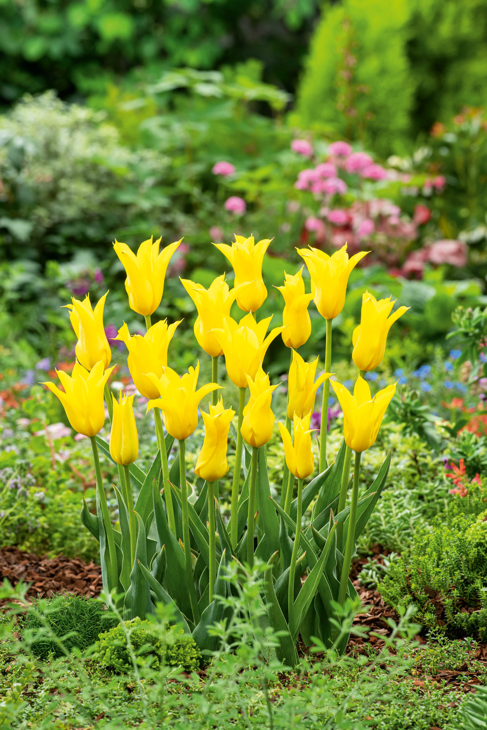 227192_60013675_FM_RGB Mehrere leuchtend gelbe Tulpen mit schmalen, leicht spitzen Blüten in einem grünen Gartenbeet vor unscharfem Hintergrund mit weiteren Blumen und Blättern