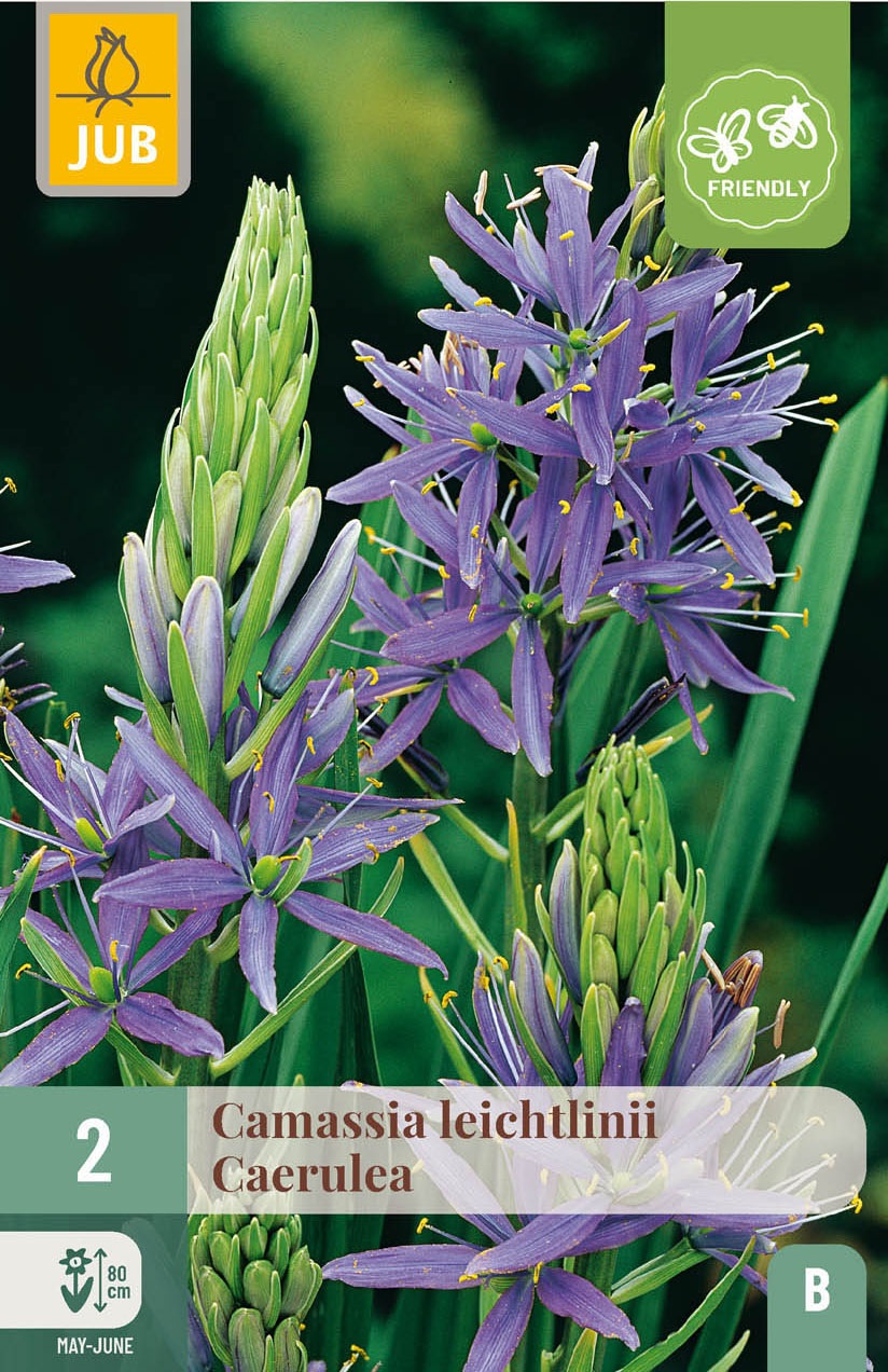 Camassia  leichtlinii caerulea
