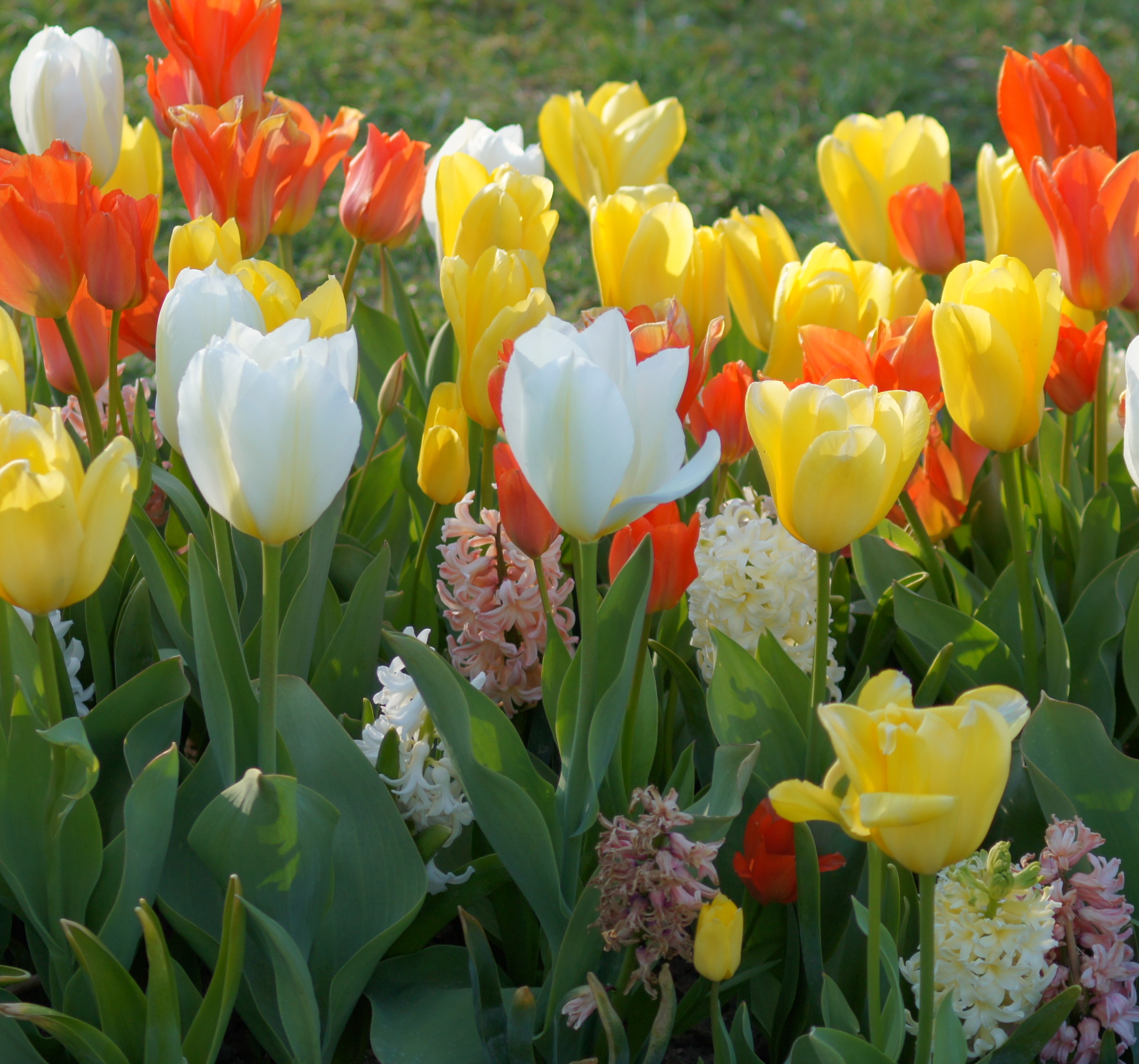 Blumenzwiebel-Mischung Mademoiselle Pastel