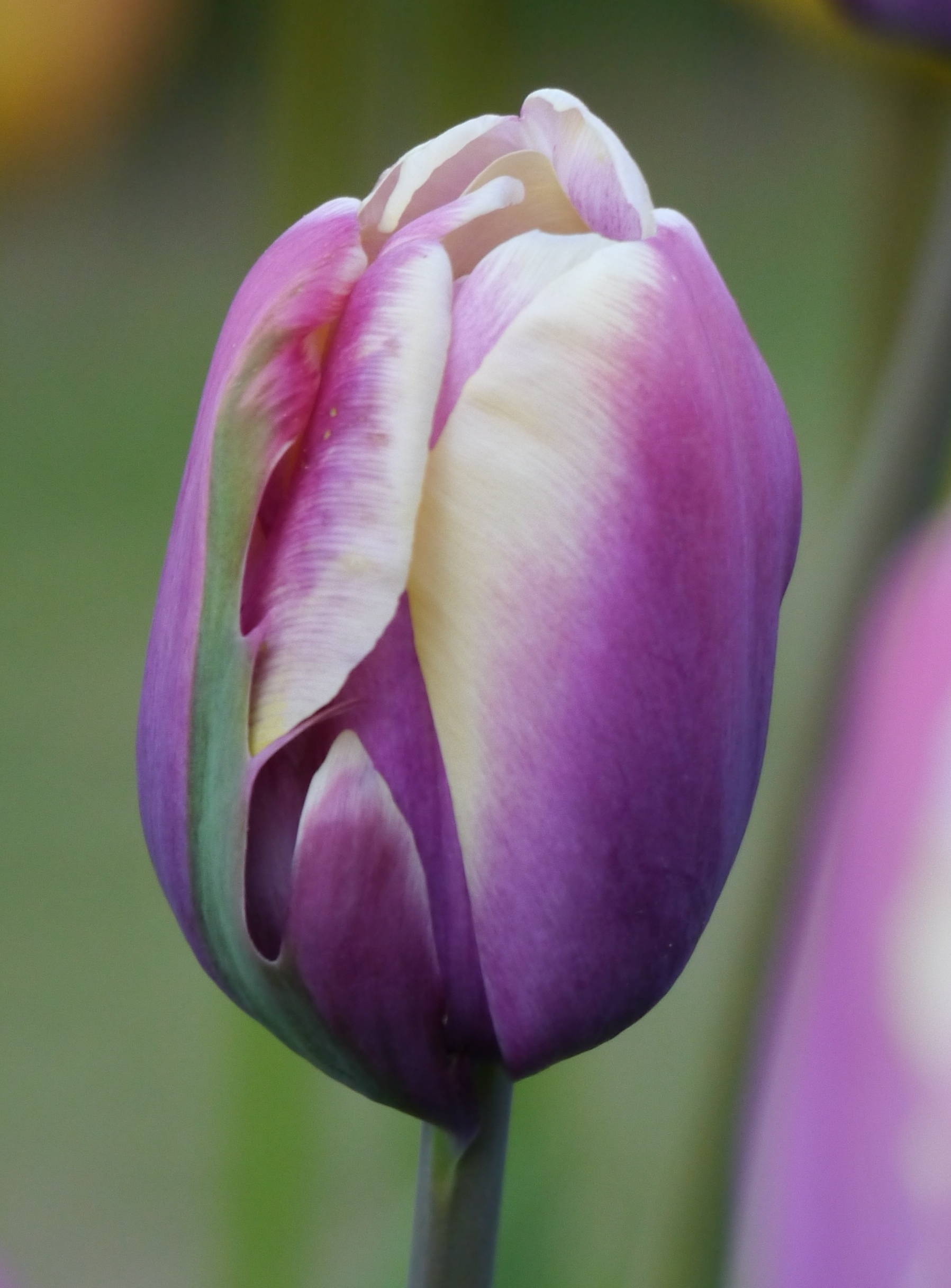 225871_Einf. späte Tulpen Jumbo Beauty Nahaufnahme einer violett-weißen Tulpenknospe mit geschlossenen Blütenblättern vor unscharfem grünem Hintergrund