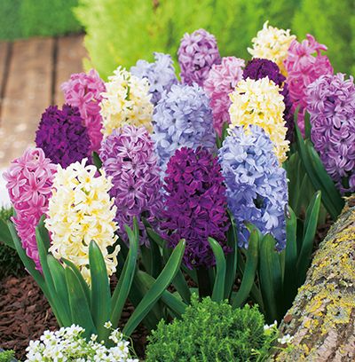 215567_Hyazinthen Mischung Mehrfarbige Hyazinthen im Gartenbeet: dichte Blütentrauben in Rosa, Violett, Gelb und Hellblau mit grünen, lanzettlichen Blättern