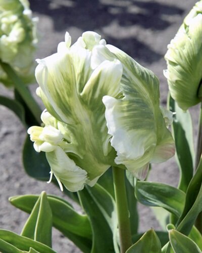Papagei-Tulpen Super Parrot