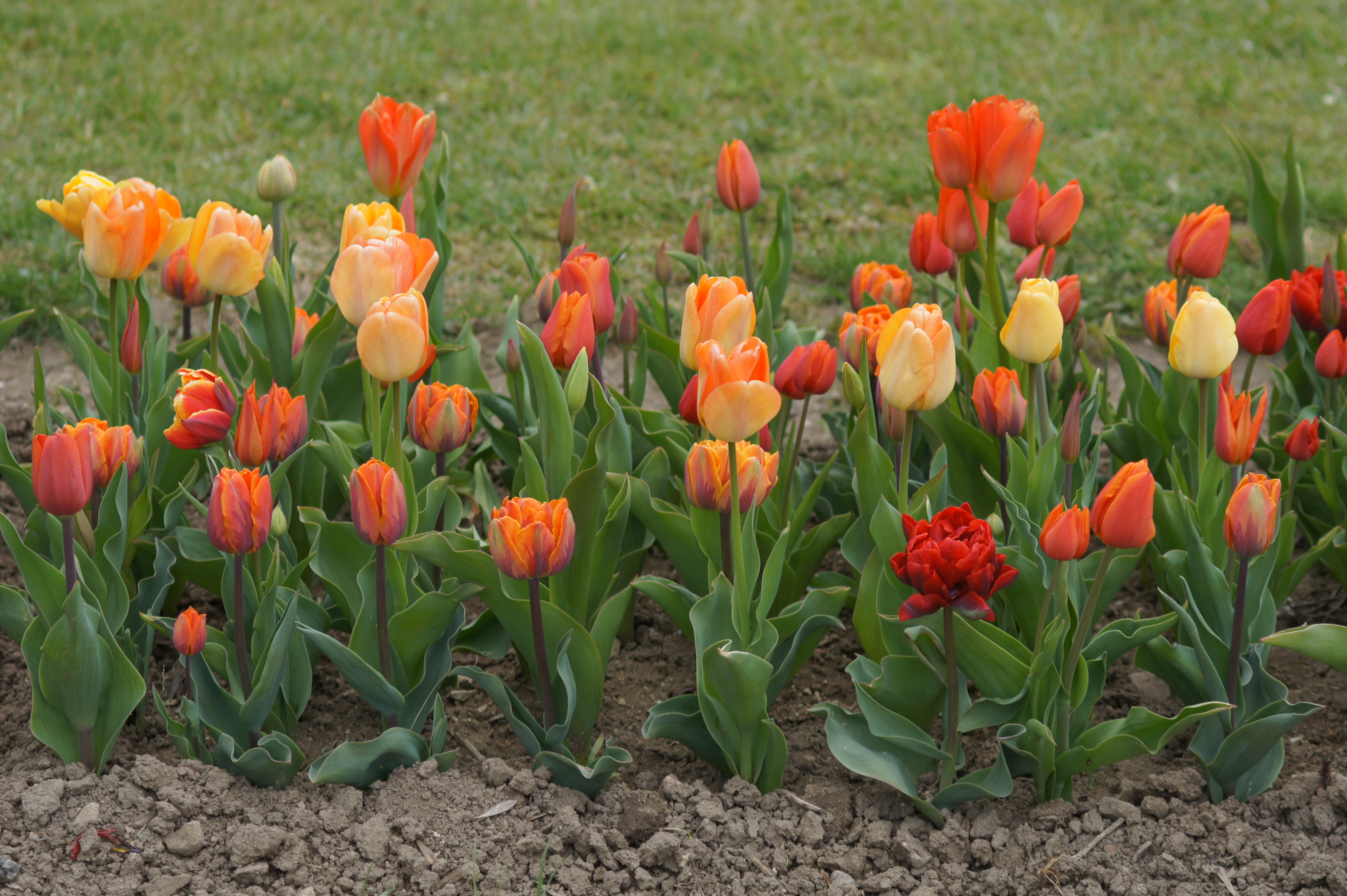 22012_Töne in Orange Nahaufnahme eines Tulpenbeets mit orange-gelben und roten Tulpen, grünen Blättern und brauner Erde