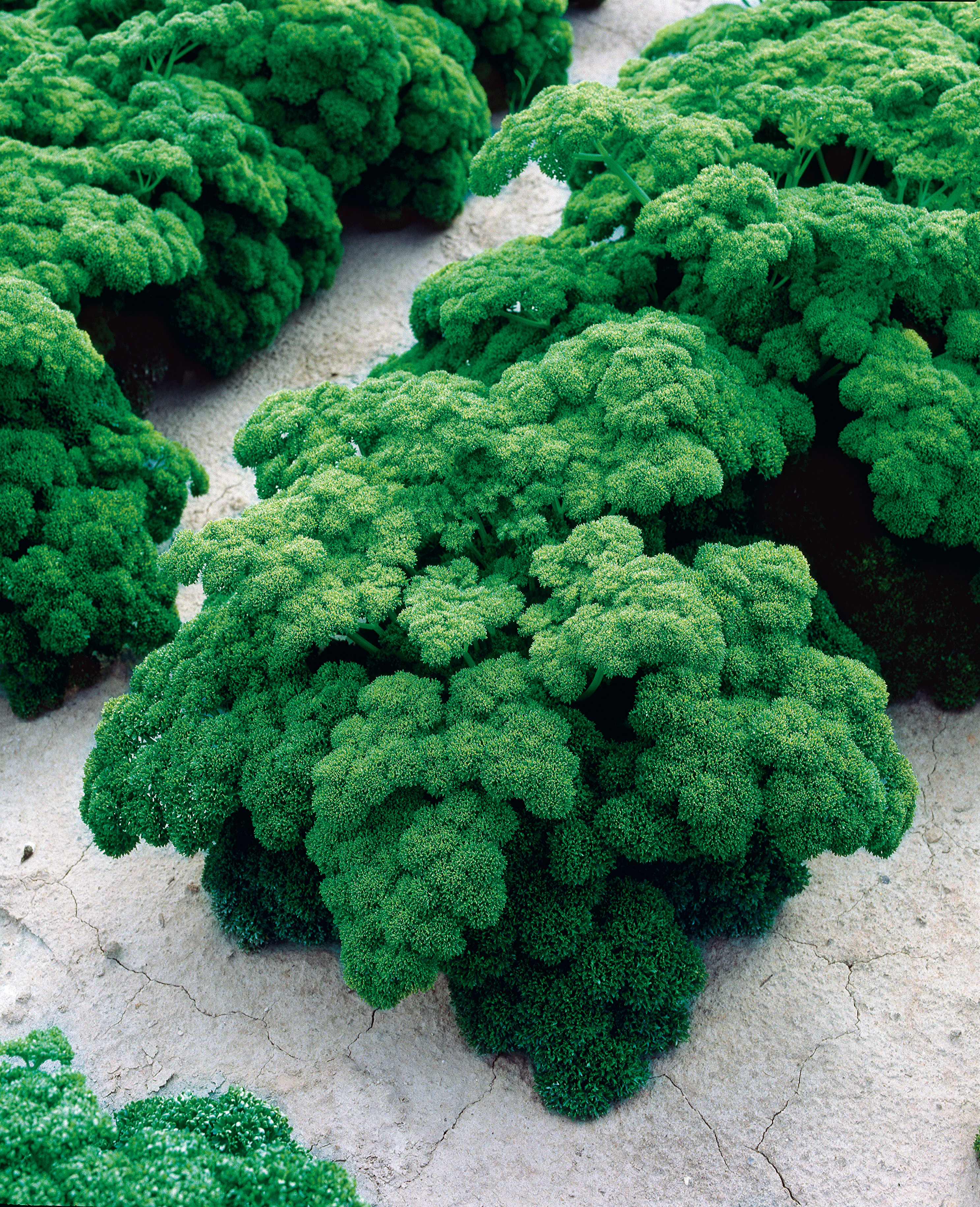 Petersilie Grüne Perle