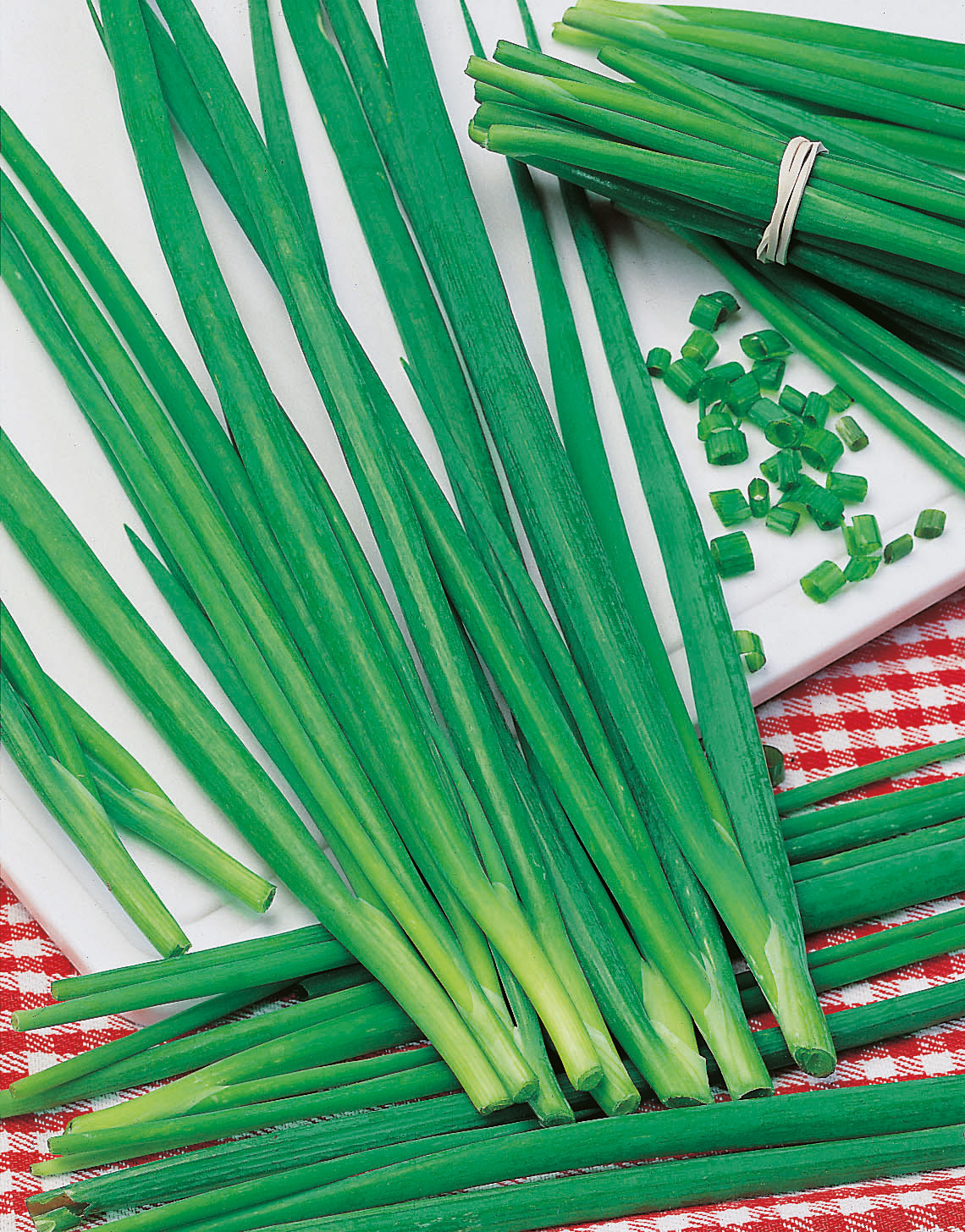 Schnittlauch dickröhrig