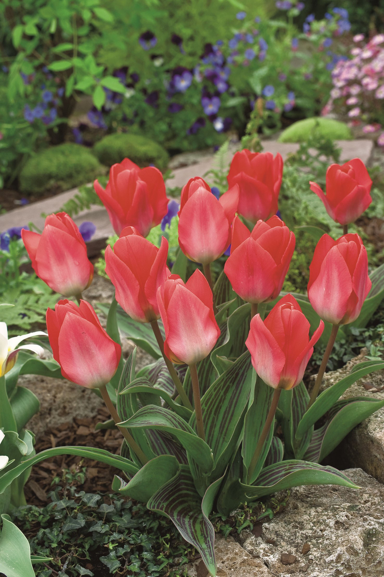 238302_14122682_FM_RGB Nahaufnahme rosa-rote Tulpen mit helleren Spitzen und gestreiften grünen Blättern in einem Steingarten, violette Bodendeckerblumen im Hintergrund