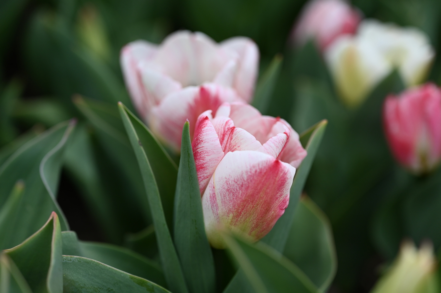 Nahaufnahme einer rosa-weißen Tulpenblüte mit grünen Blättern im Hintergrund