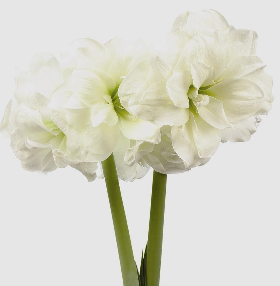 Amaryllis, südafr. Sonata Alfresco