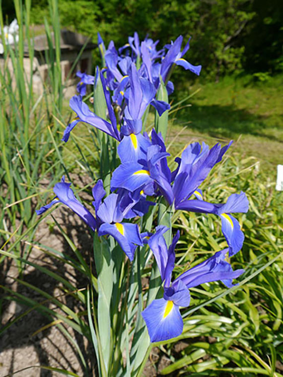 263688_Iris hollandica Blue Magic Nahaufnahme blauer Schwertlilien (Iris) mit gelben Akzenten im sonnigen Gartenbeet