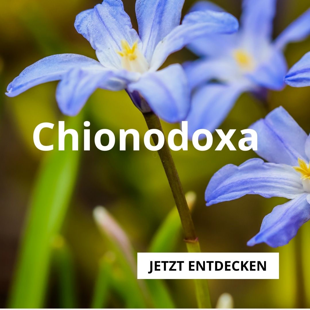 Chionodoxa