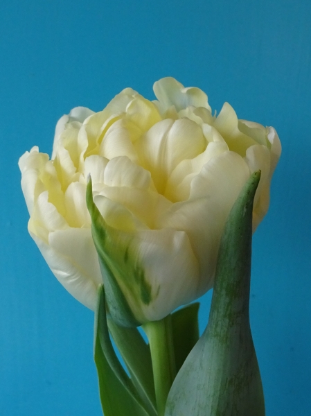 222441_Gef. frühe Tulpen Avant Garde Nahaufnahme einer cremefarbenen Tulpenblüte mit grünen Blättern vor einfarbigem blauem Hintergrund