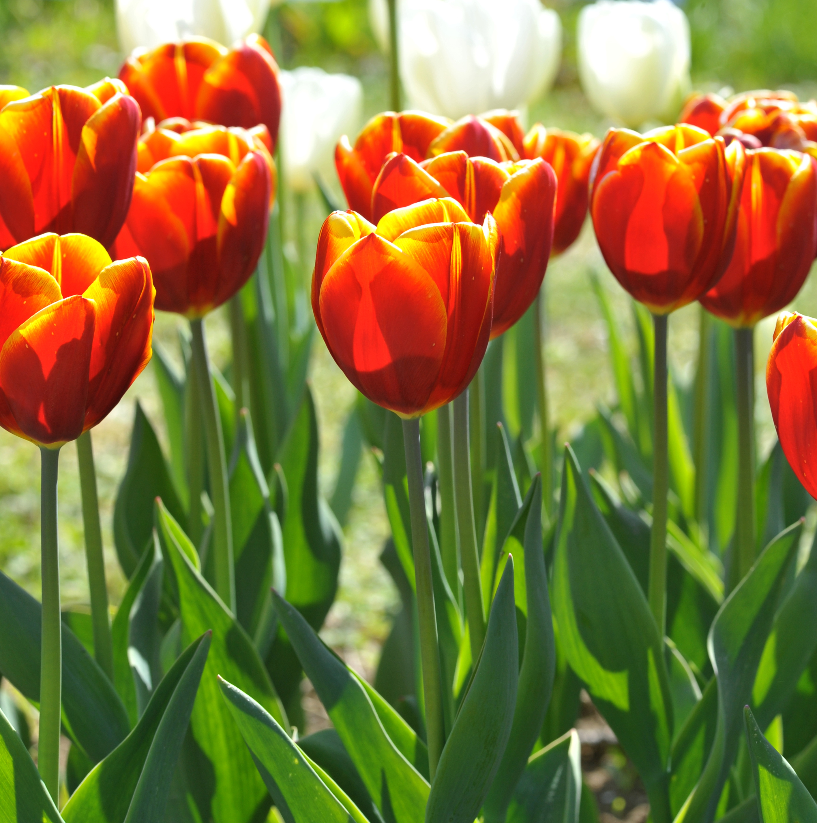 223381_Triumph-Tulpen Uppsala_1 Nahaufnahme roter Tulpen mit gelben Rändern im Sonnenlicht, grüne Blätter im Vordergrund und unscharfer Hintergrund mit weißen Tulpen