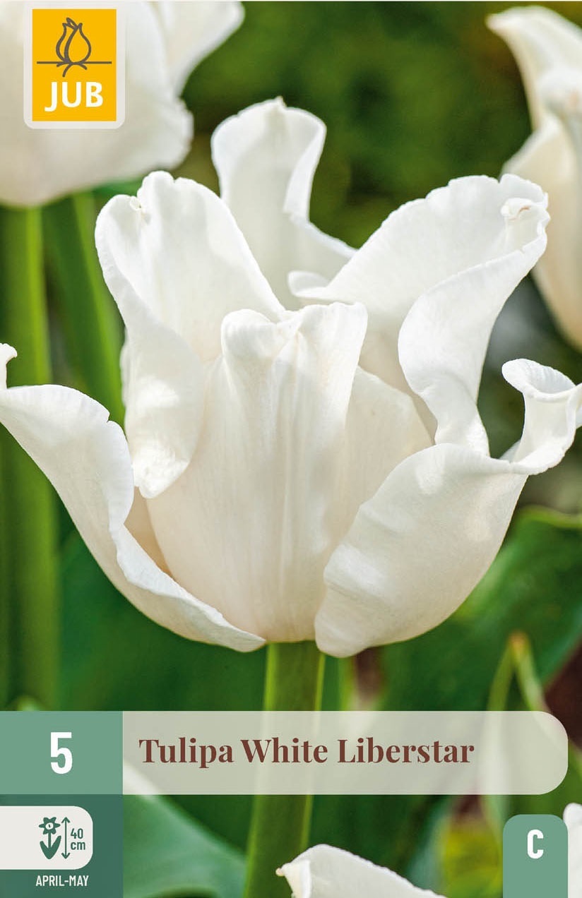 Triumph-Tulpen White Liberstar