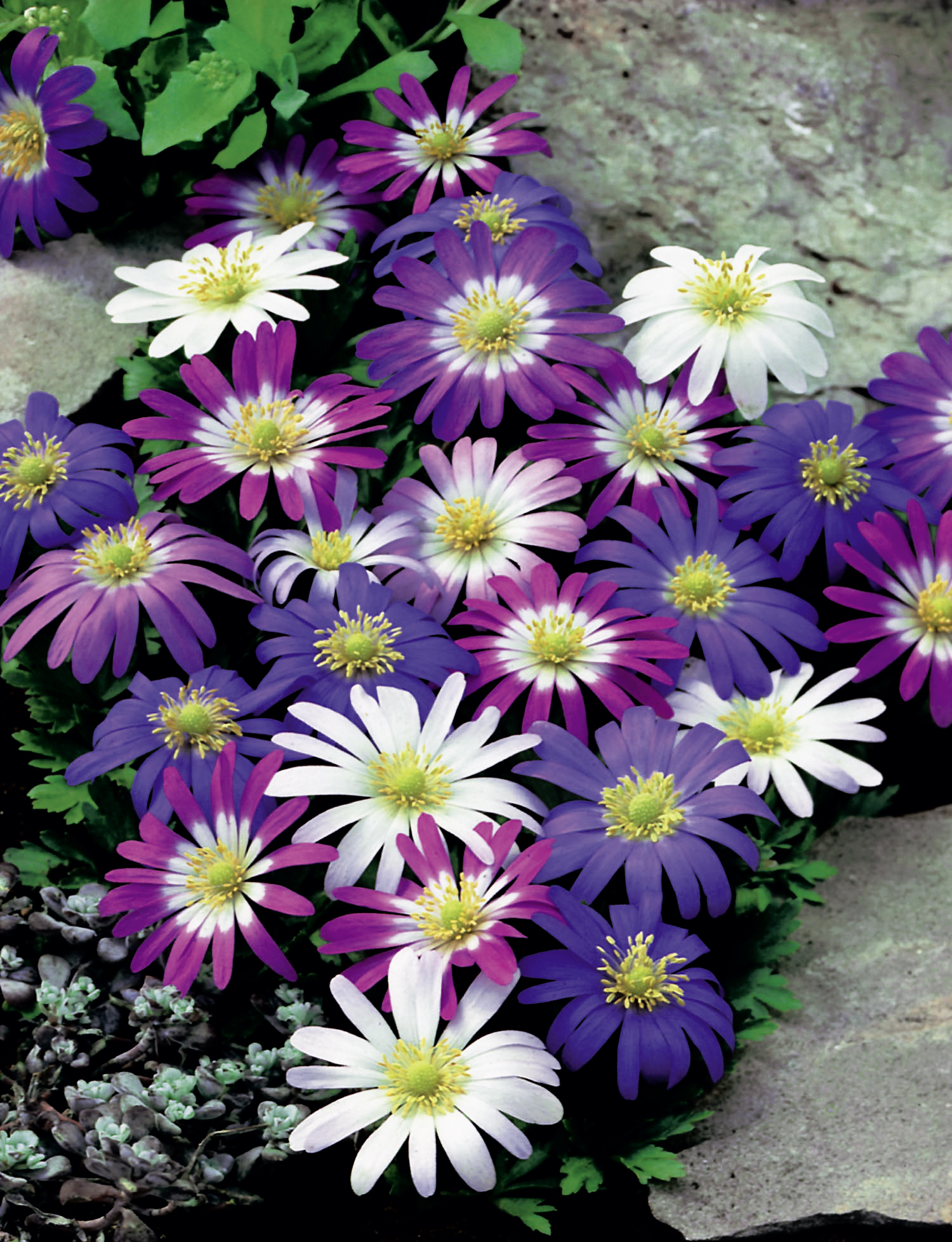 265065_Anemonen blanda Mix FM Nahaufnahme von bunten Anemonenblüten (violett, rosa, weiß) mit gelben Zentren in einem Steingarten zwischen Steinen, grünes Laub sichtbar.