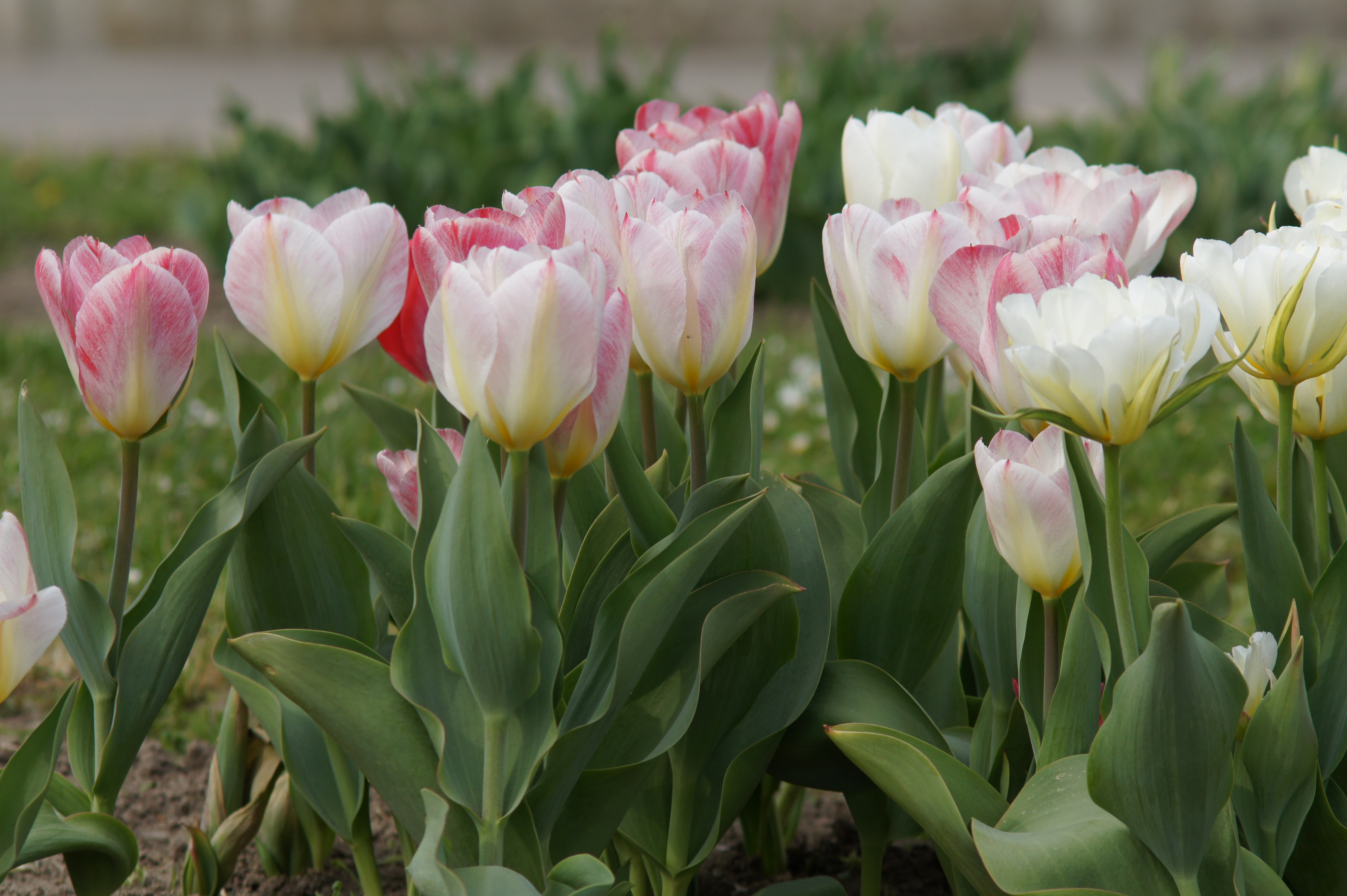Nahaufnahme von weißen und rosafarbenen Tulpen mit gelbem Blütenansatz in einem Beet, umgeben von grünen Blättern
