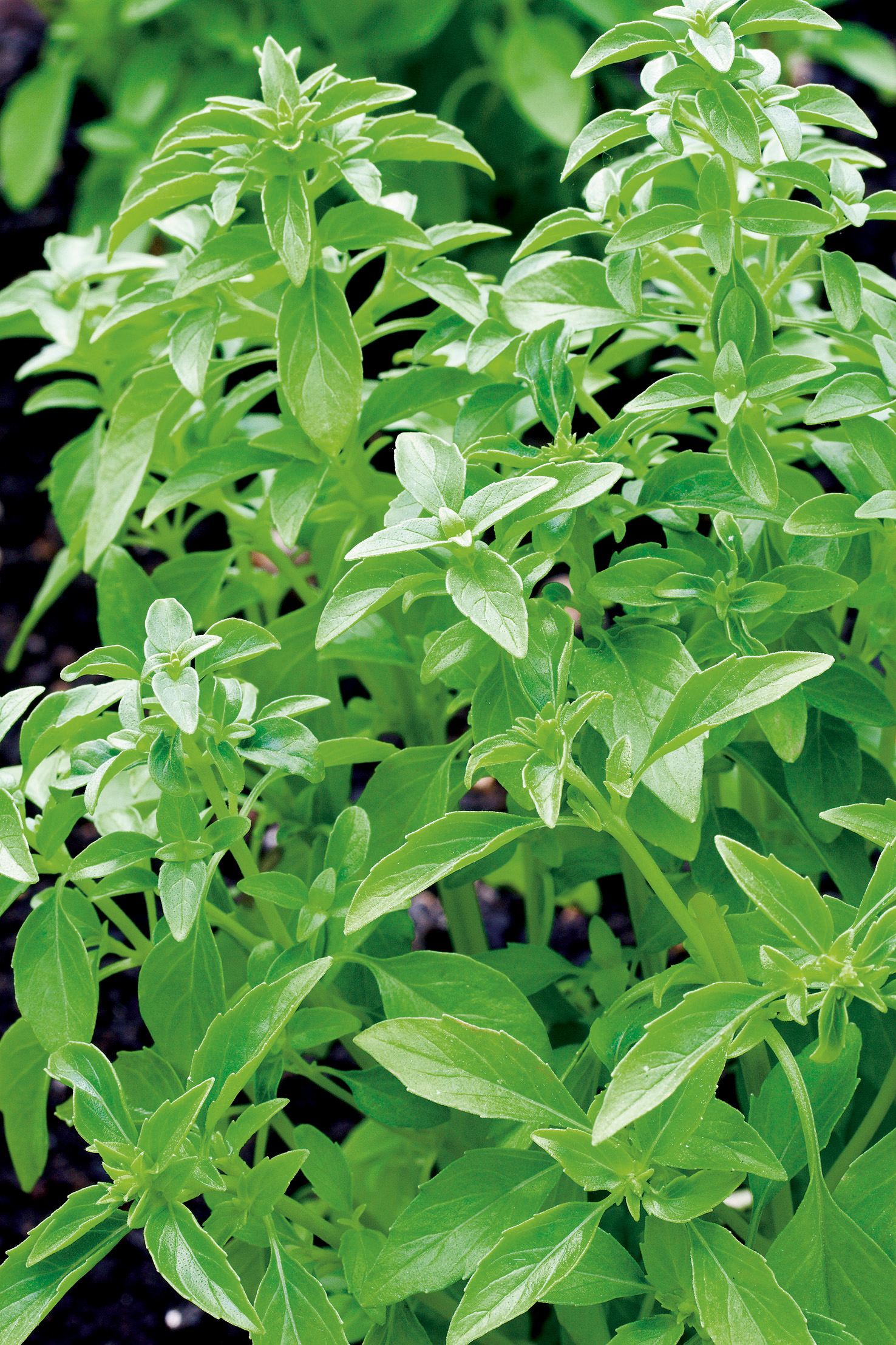 Basilikum feinblättrig